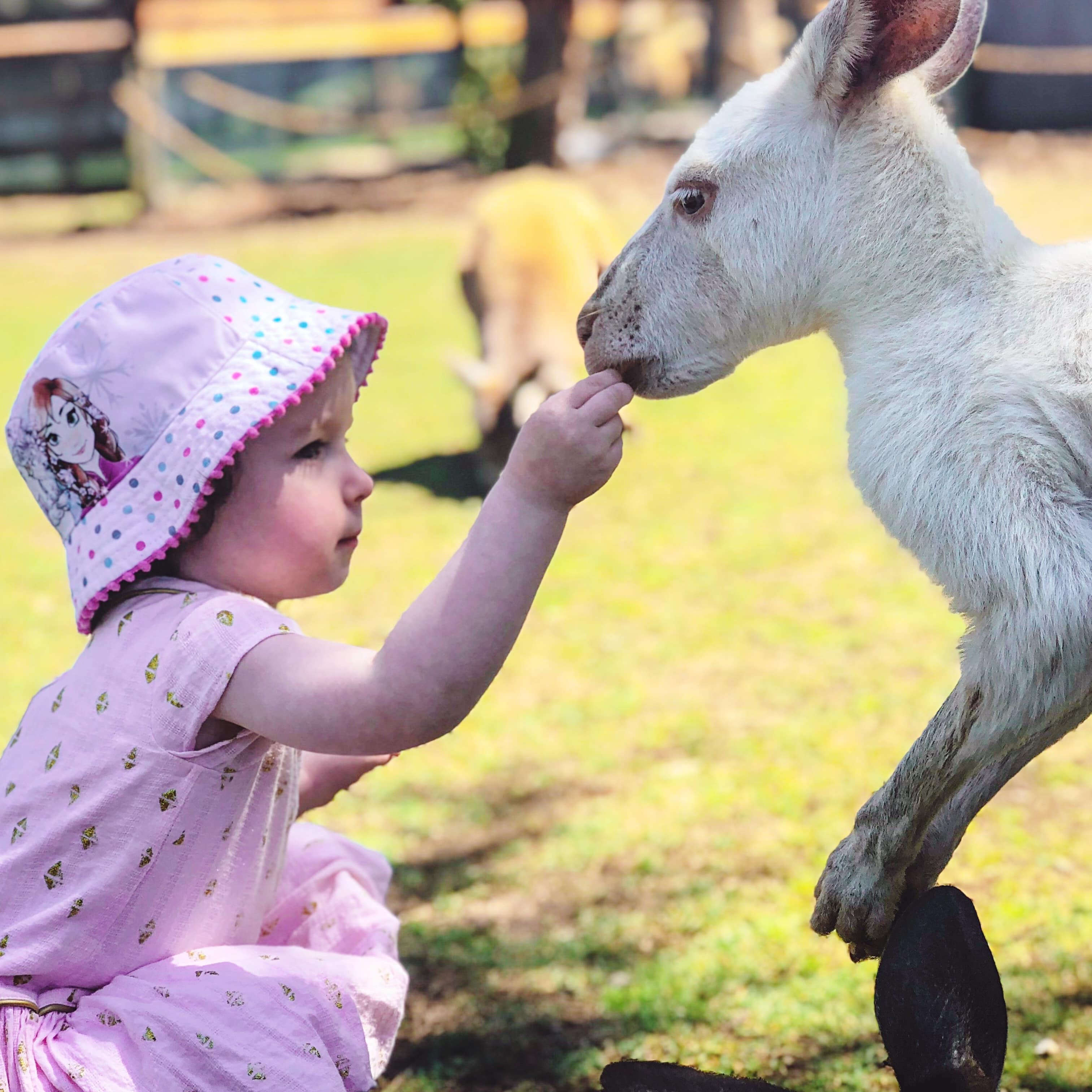 Close-up of little girl feeding a kangaroo