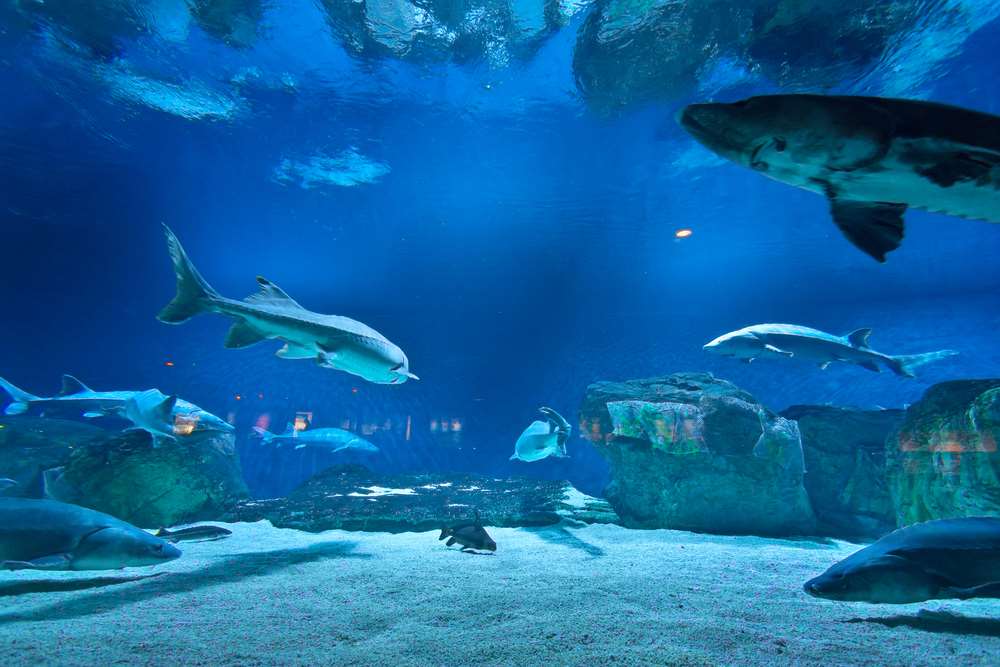 things to do in perth raining - Aquarium of Western Australia