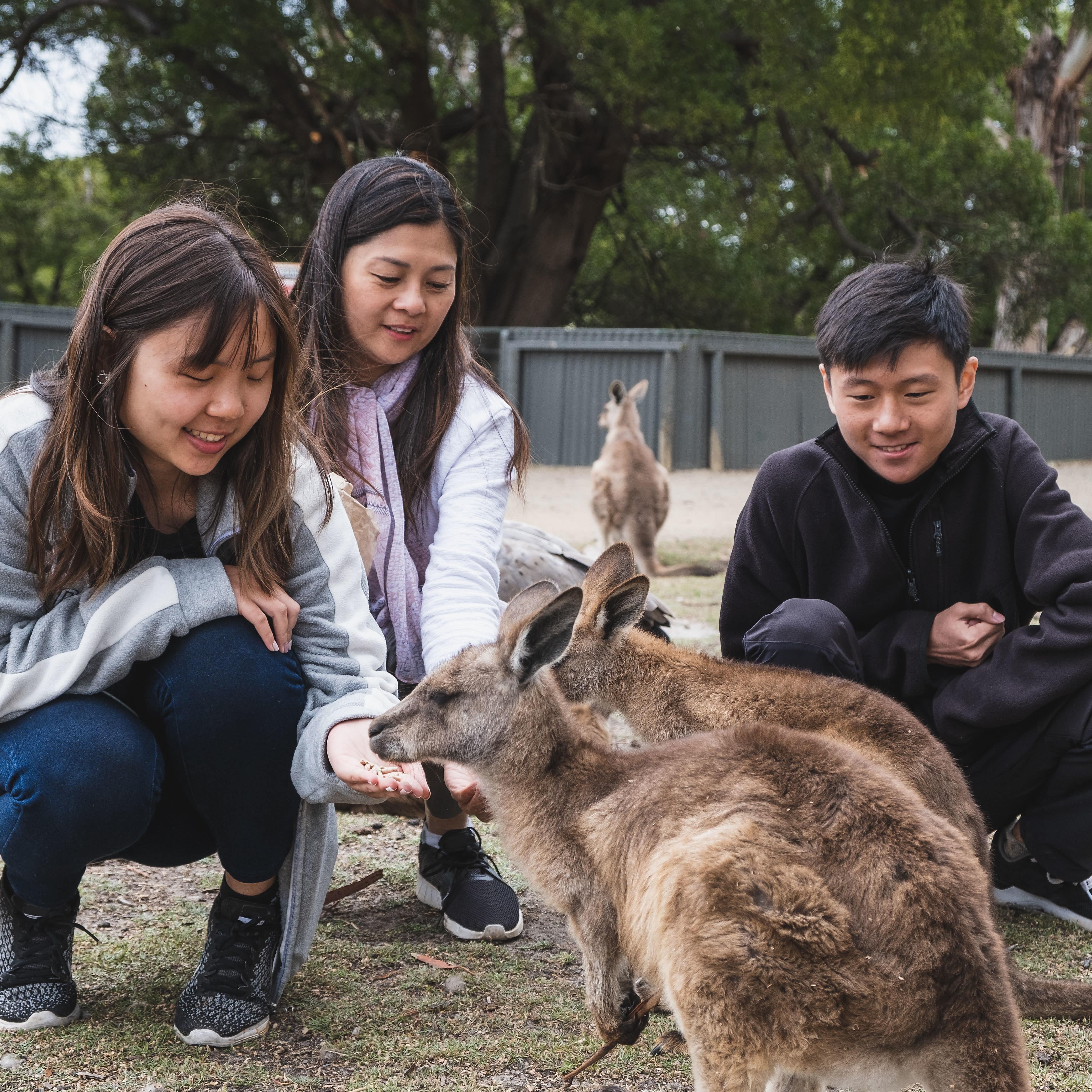 Family feeding kangaroo