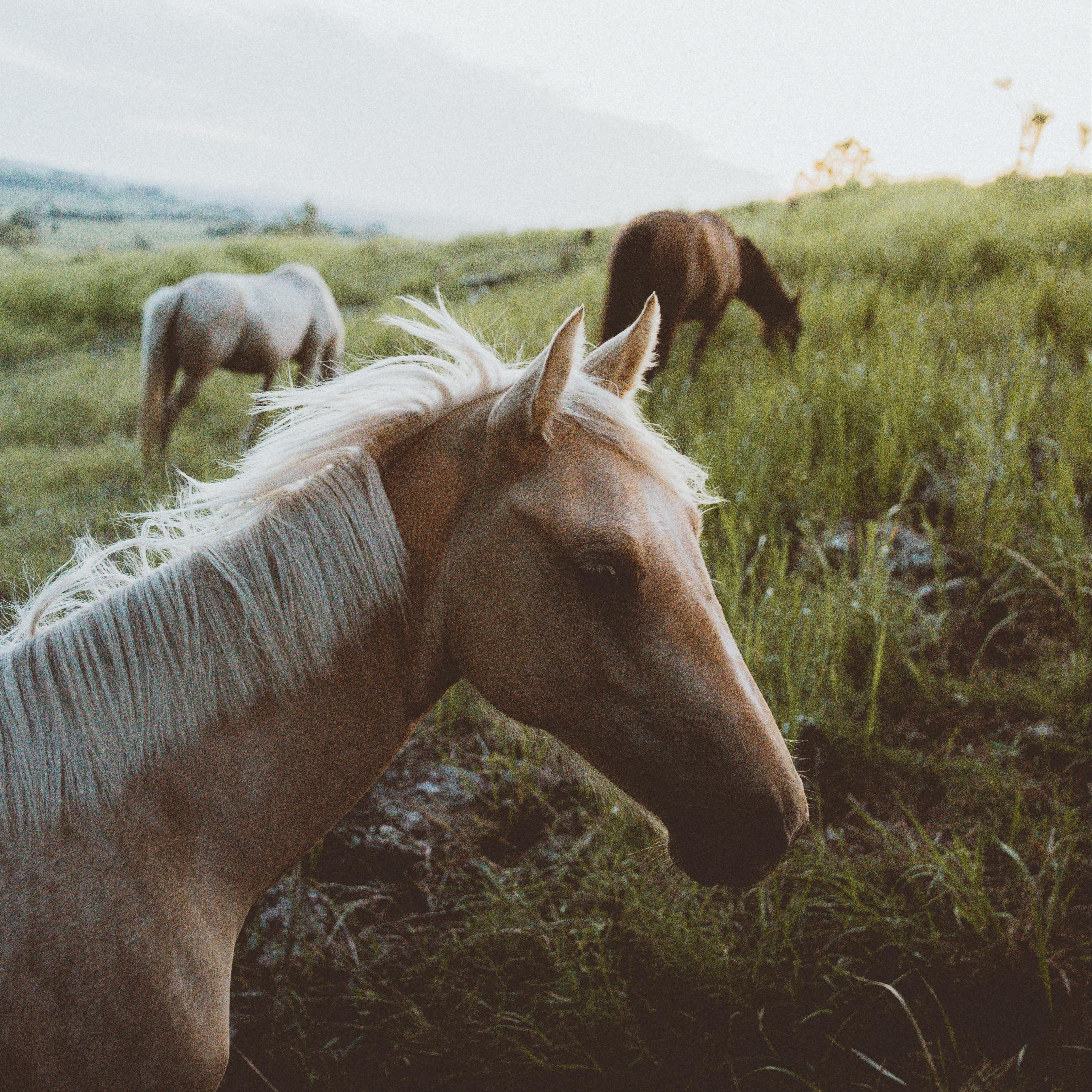 A golden horse with a white mane, a brown horse, and a white horse in a field on a farm near Brisbane