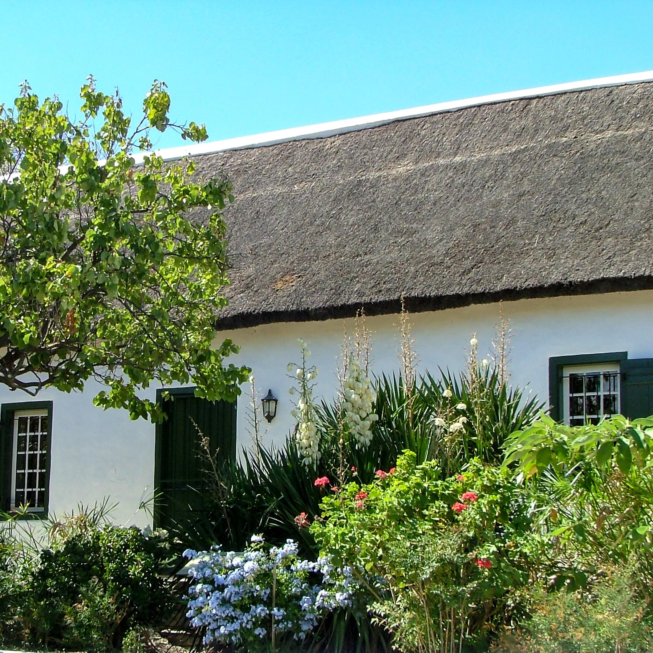 A white cottage with a thatched roof, green shutters and English garden