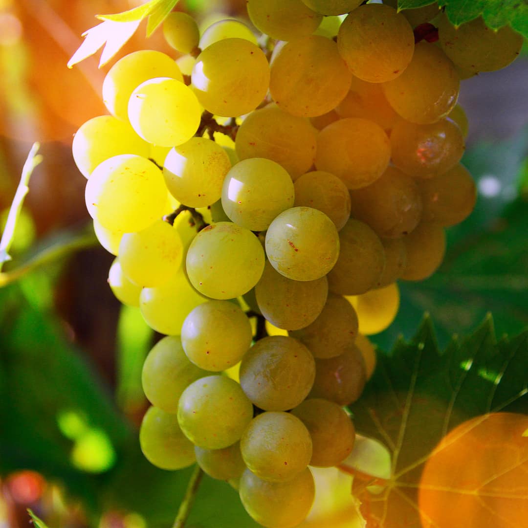 Golden grapes of vineyard with sun shining through the vines