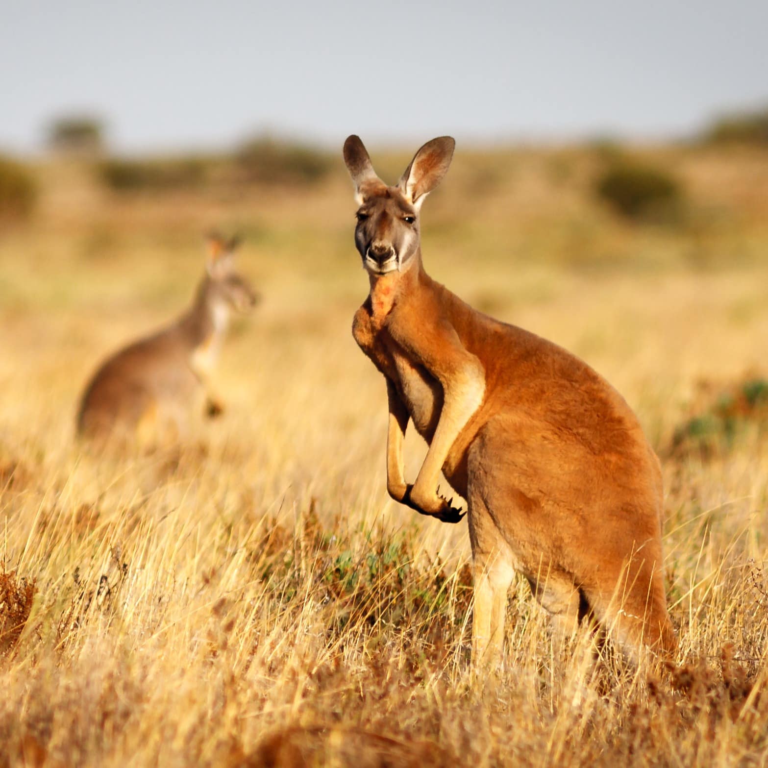 Kangaroos in the outback