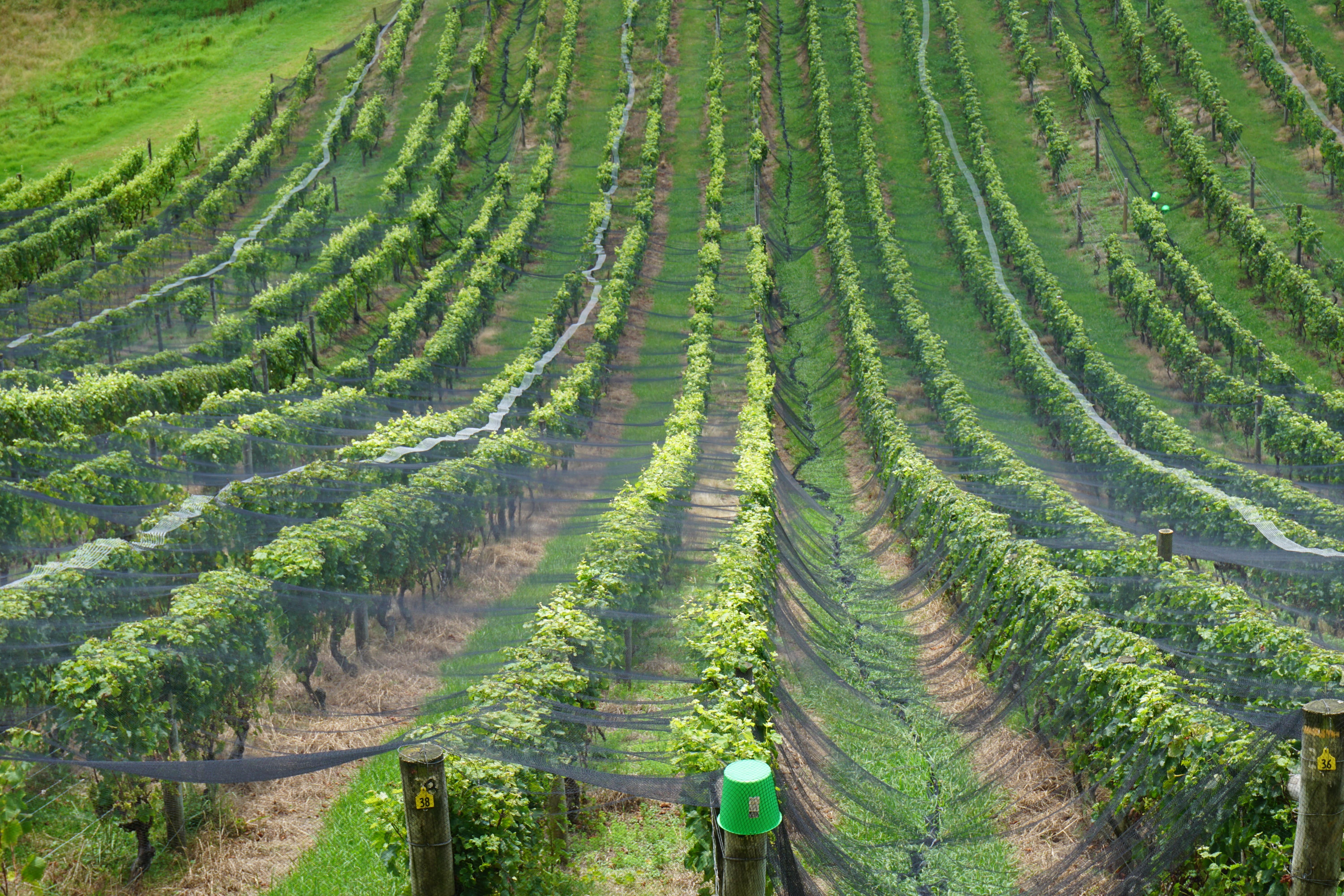wine crops growing in a vineyard