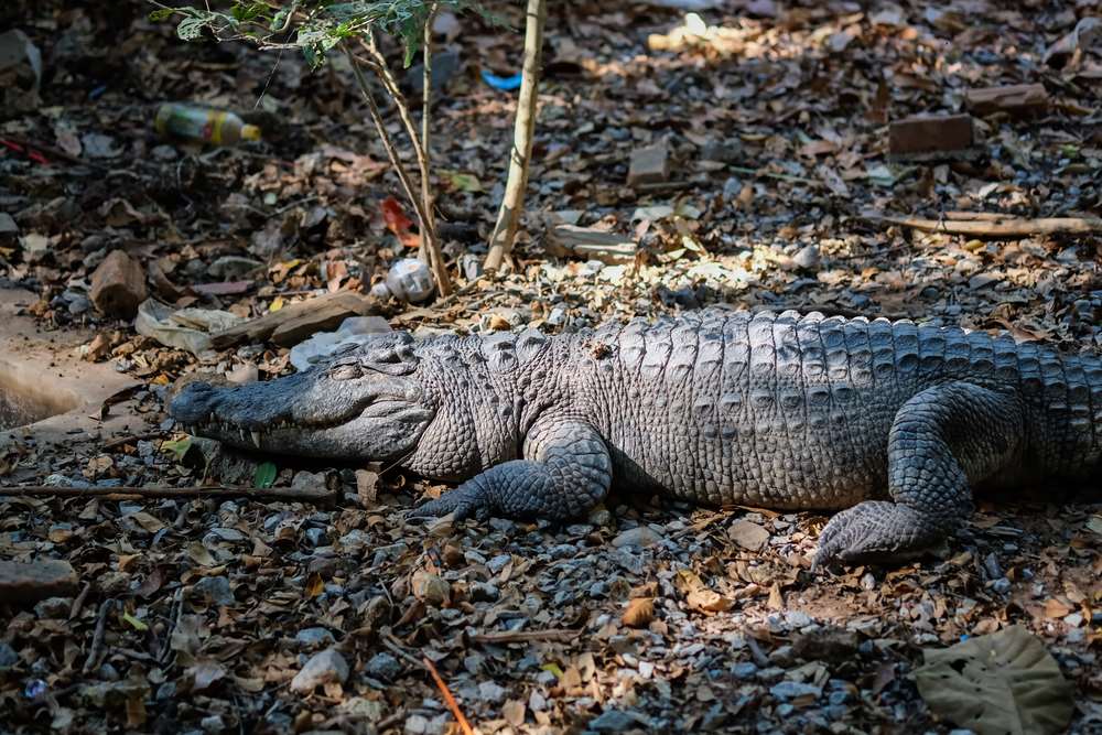 boys weekend - Crocodile in Darwin