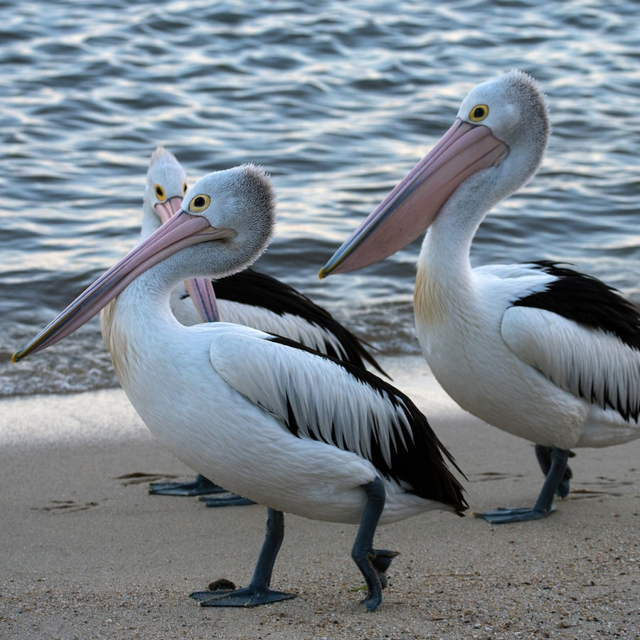 Three white and black pelicans with pink beaks walking on a sandy beach beside of the water's edge