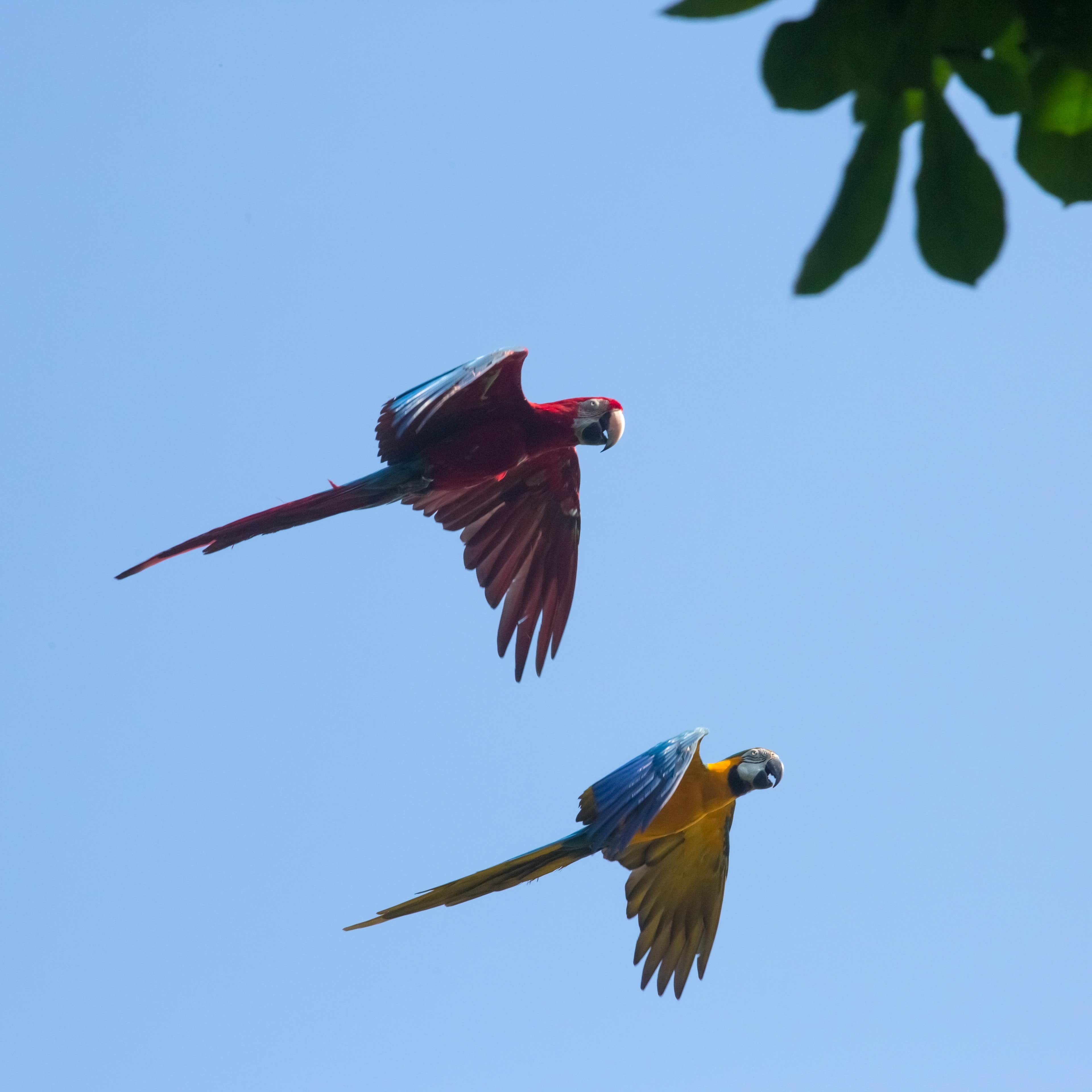 Macaws parrot flying in the clear sky