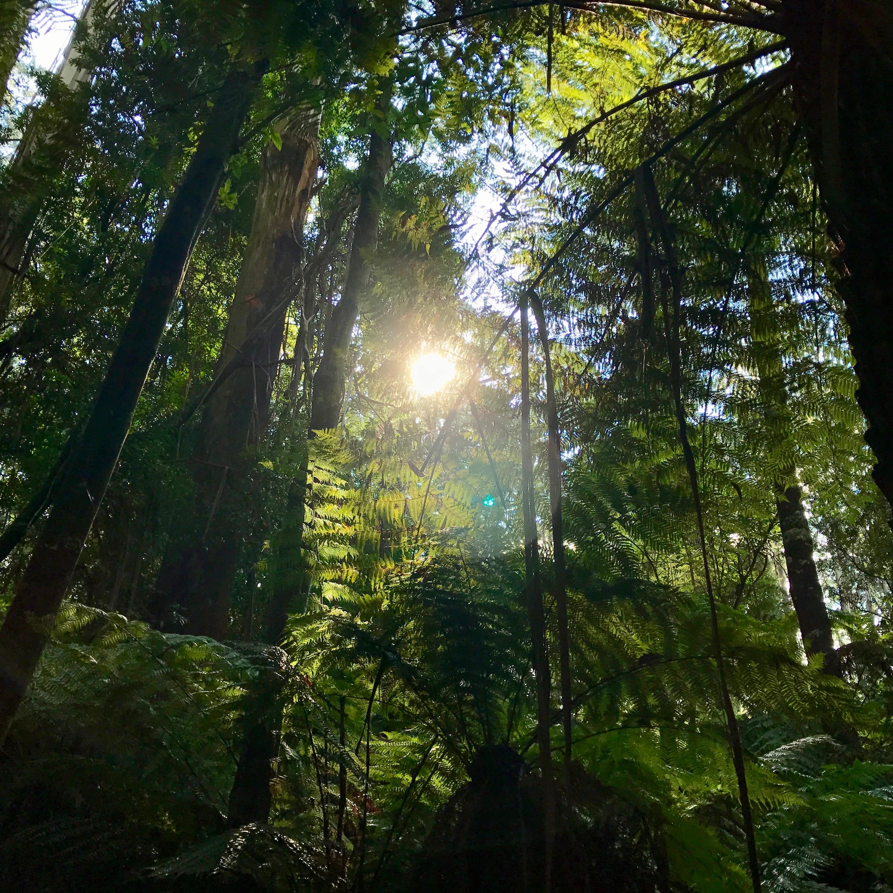 Ferns and deep forest with sunlight peeking through in the Dandenong Ranges