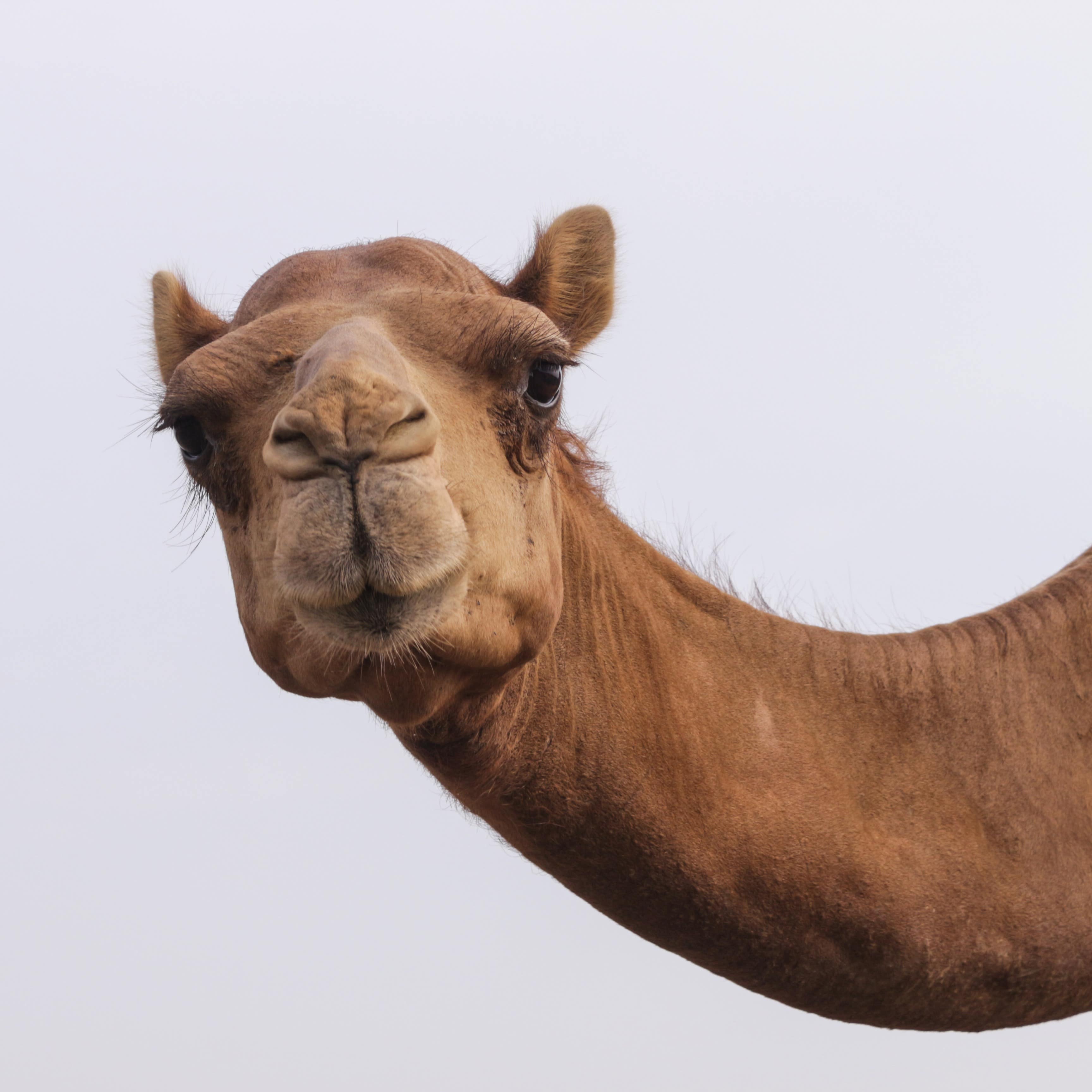 Close-up of camel face and neck looking into lens