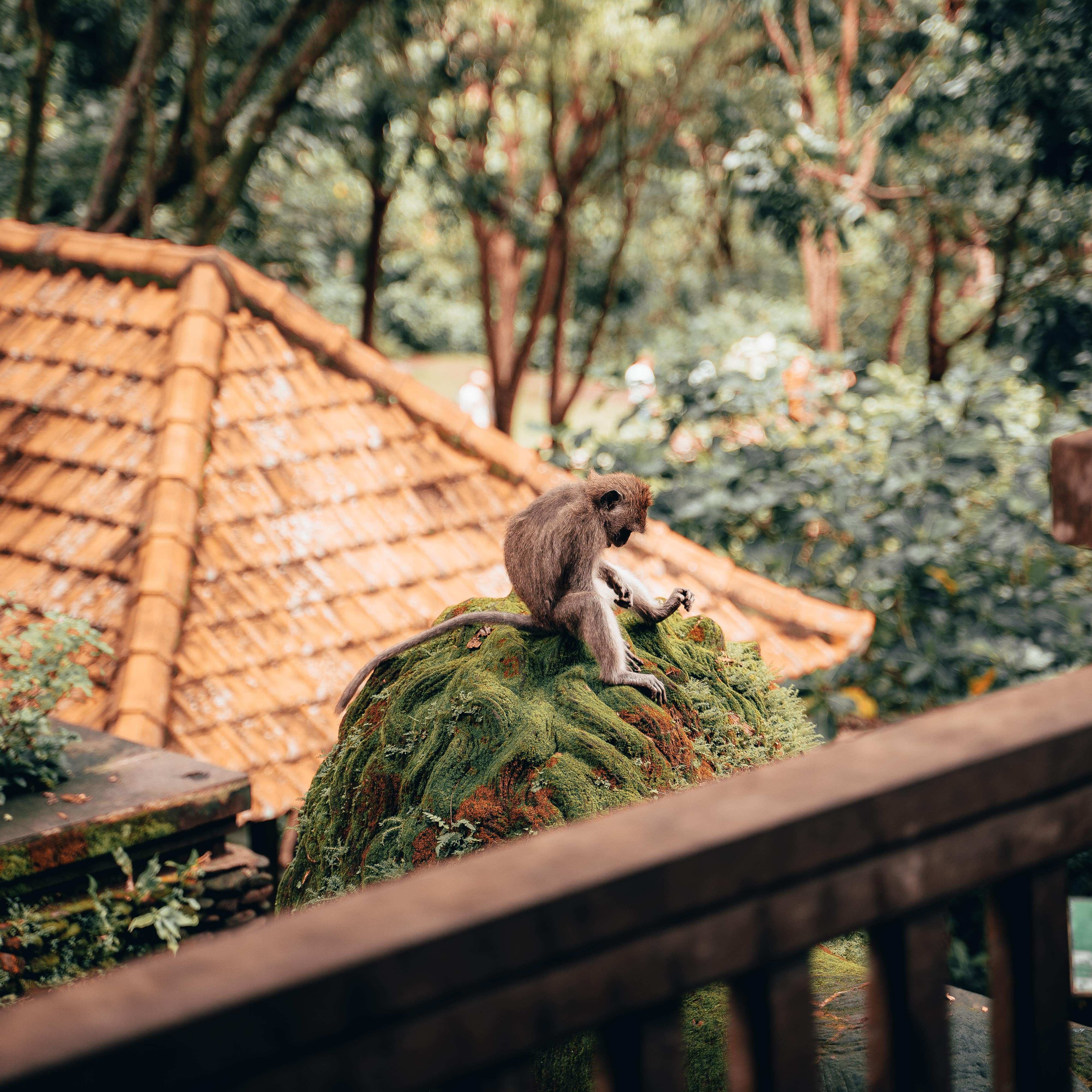 View of monkey from a wood balcony a the Sacred Monkey Forest Sanctuary in Ubud with traditional tile roof and forest in back
