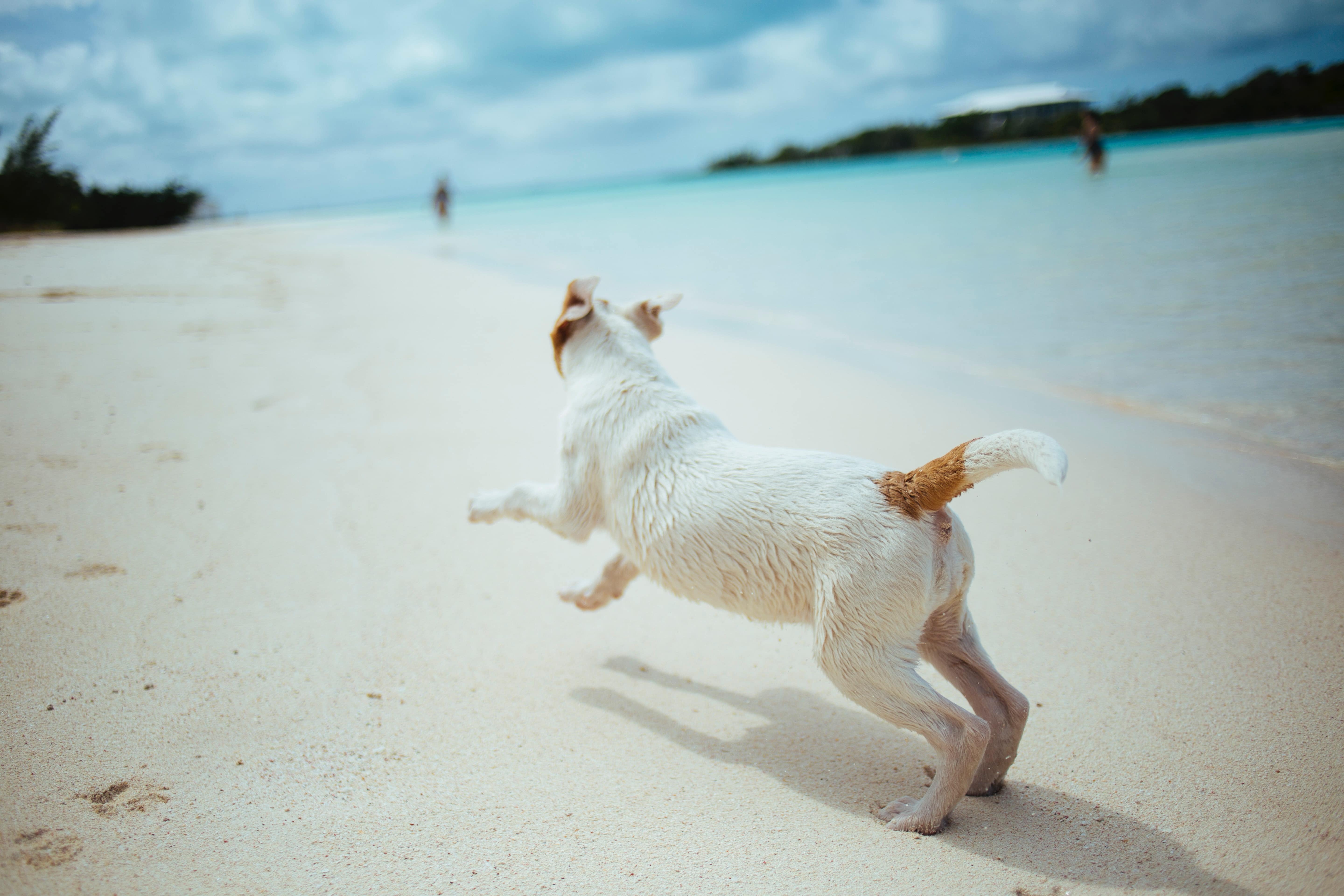 Dog pet on holiday on the beach stock image - Photo by Meg Sanchez