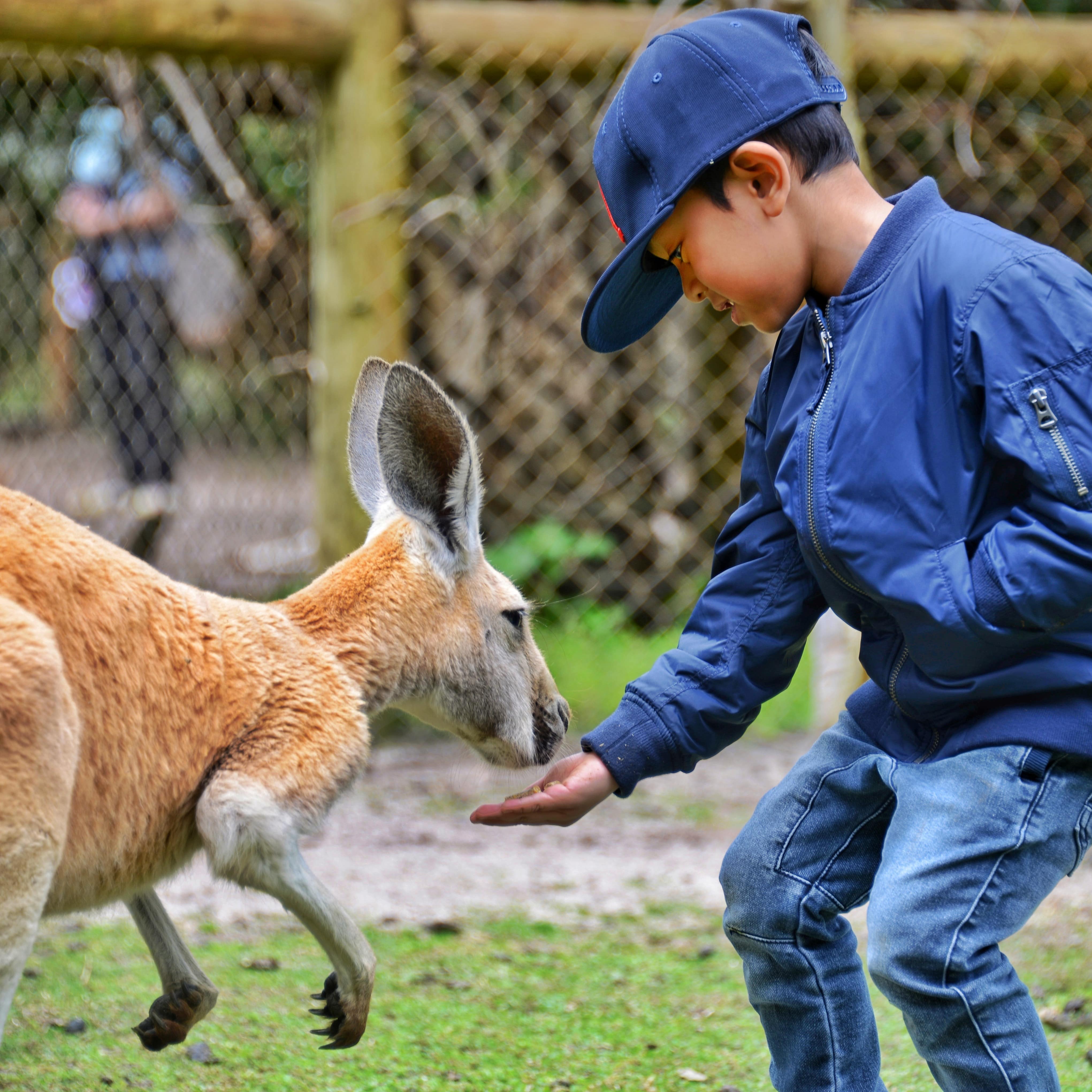 Feeding a kangaroo at the zoo