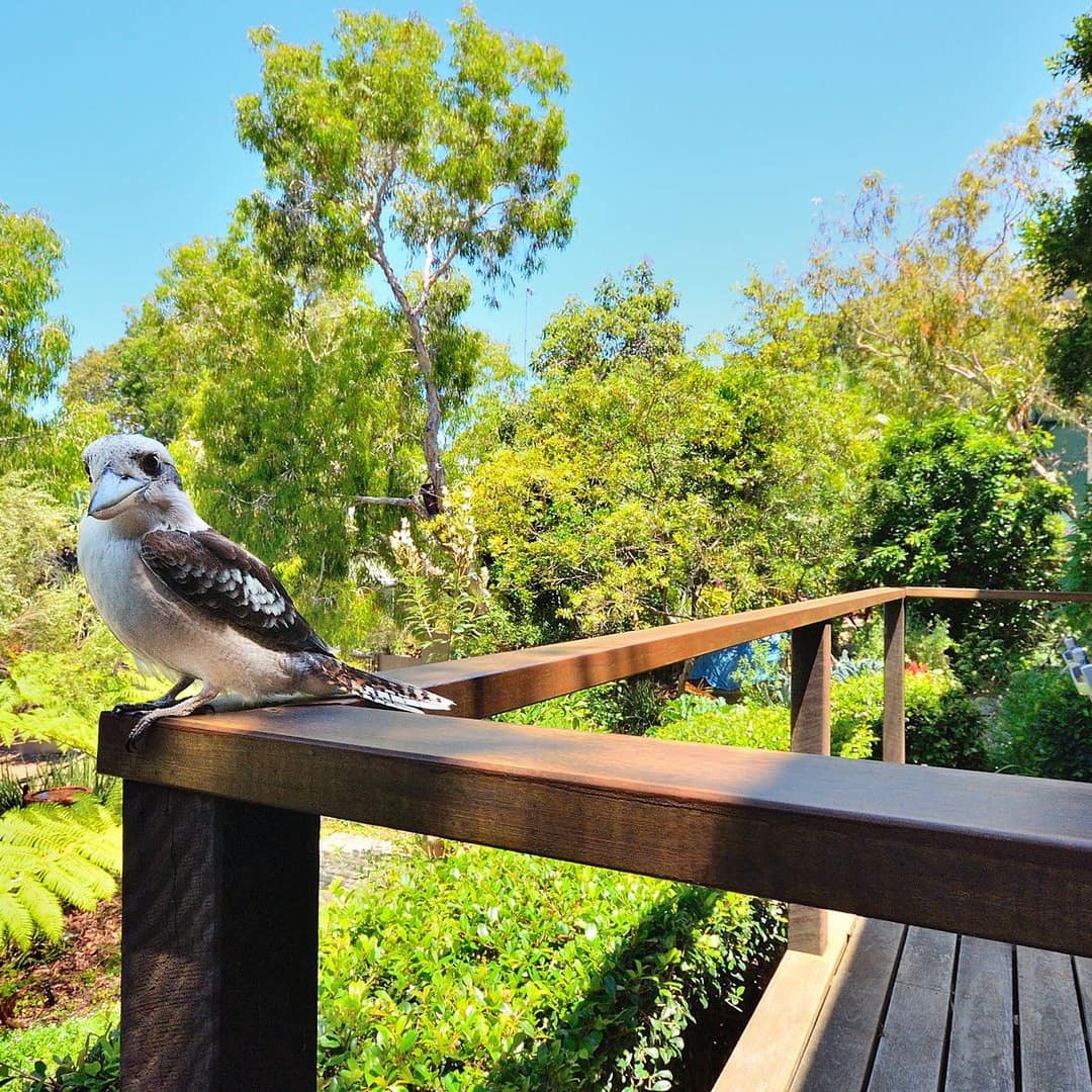 Kookaburra sits on rail of wooden back porch of 1-bedroom beach apartment with outdoor dining and garden view