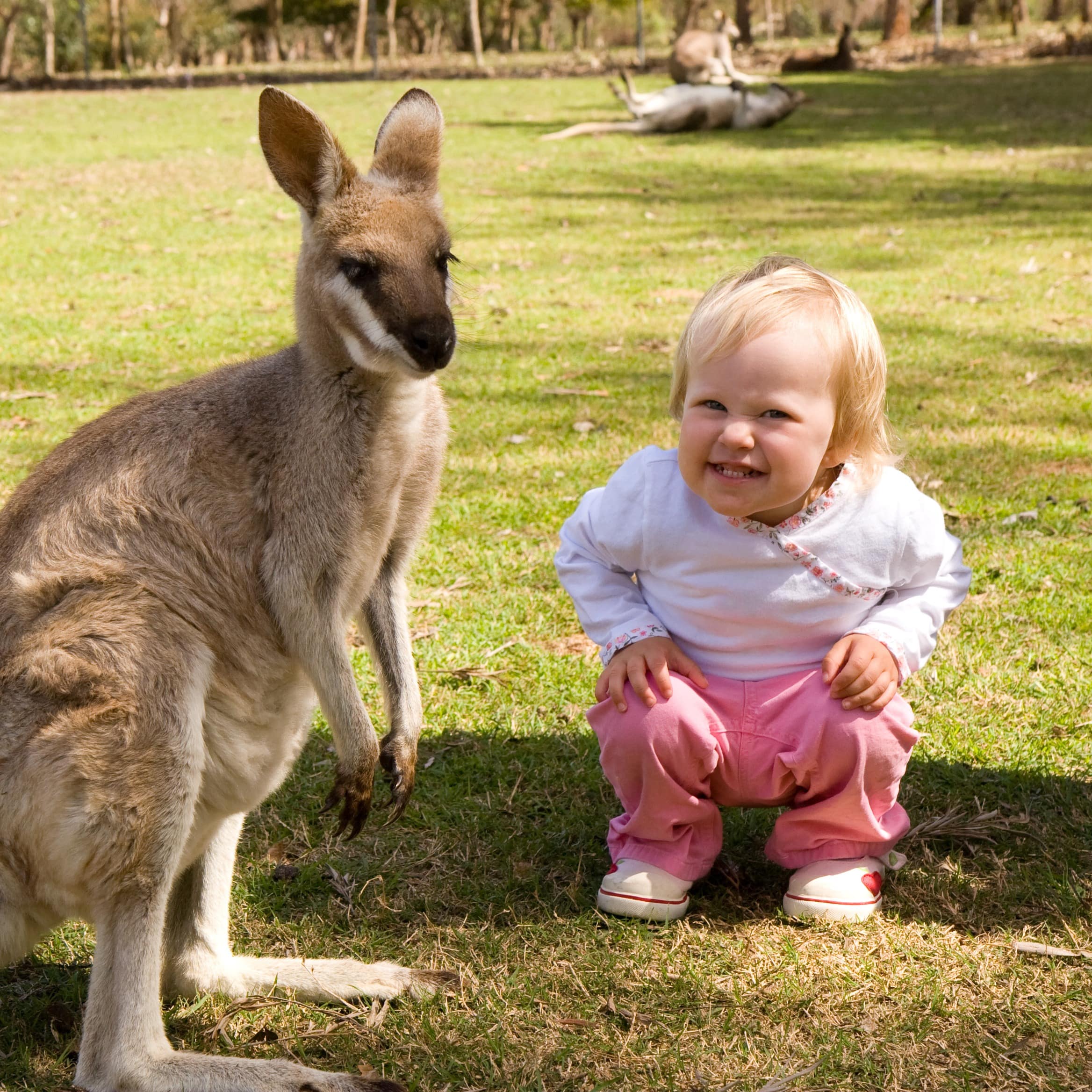 Small kangaroo with cute toddler girl squatting beside it with big smile