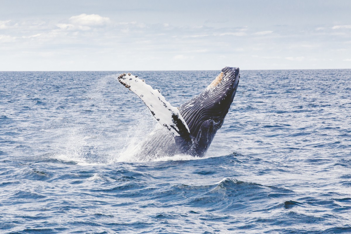 humpback whale jumping in the ocean