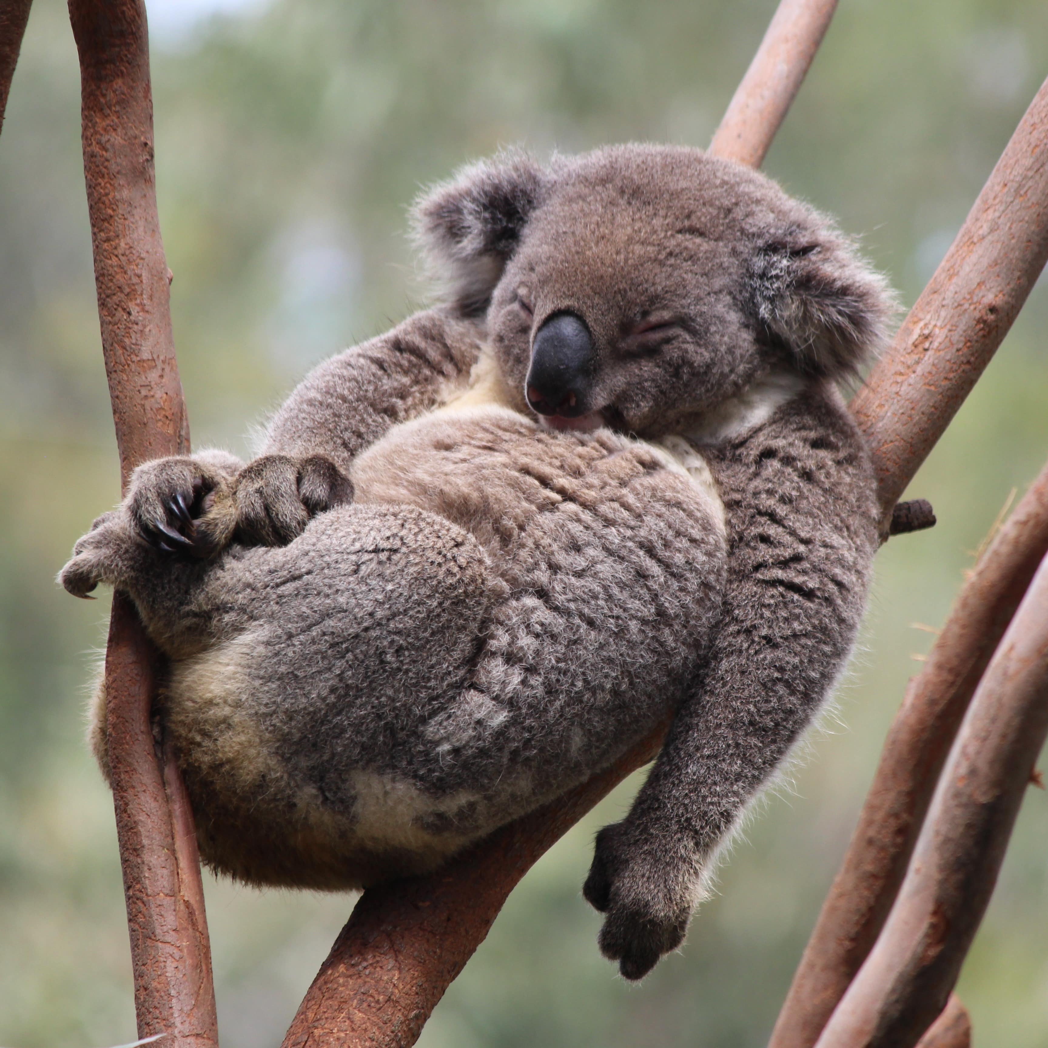 Koala relaxing in a tree