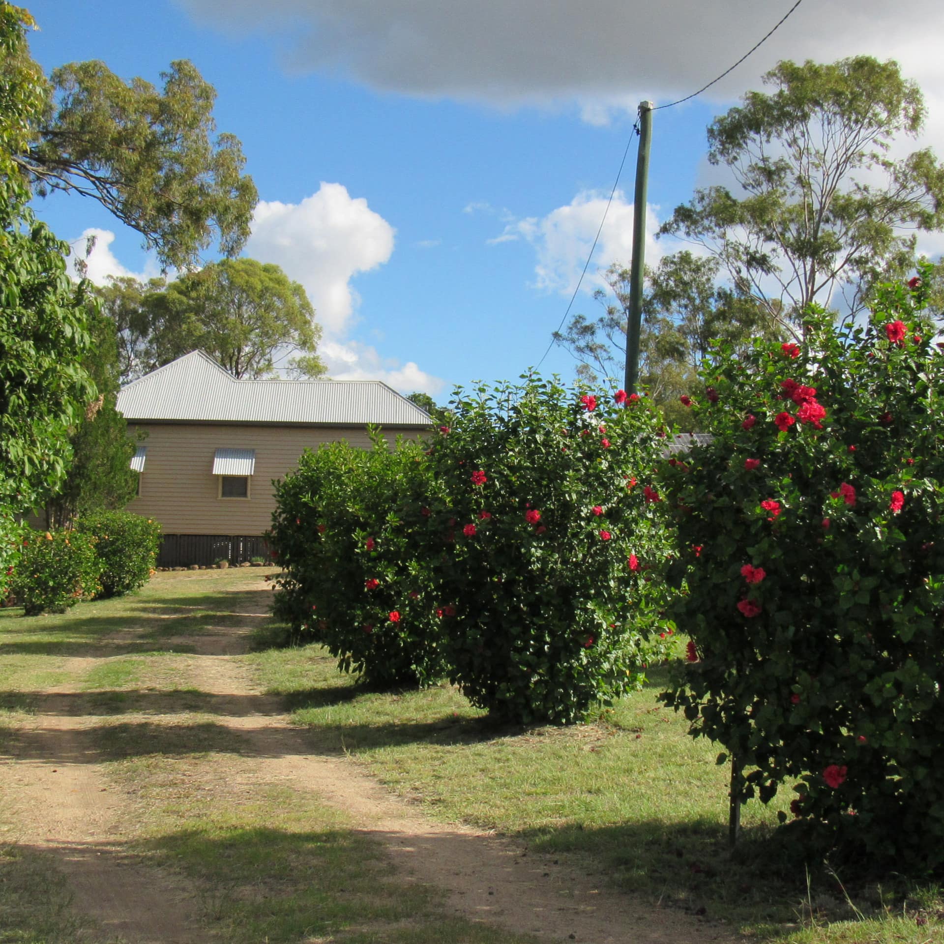 Rose bushes line a dirt path to a cottage with beige siding and a tin roof.