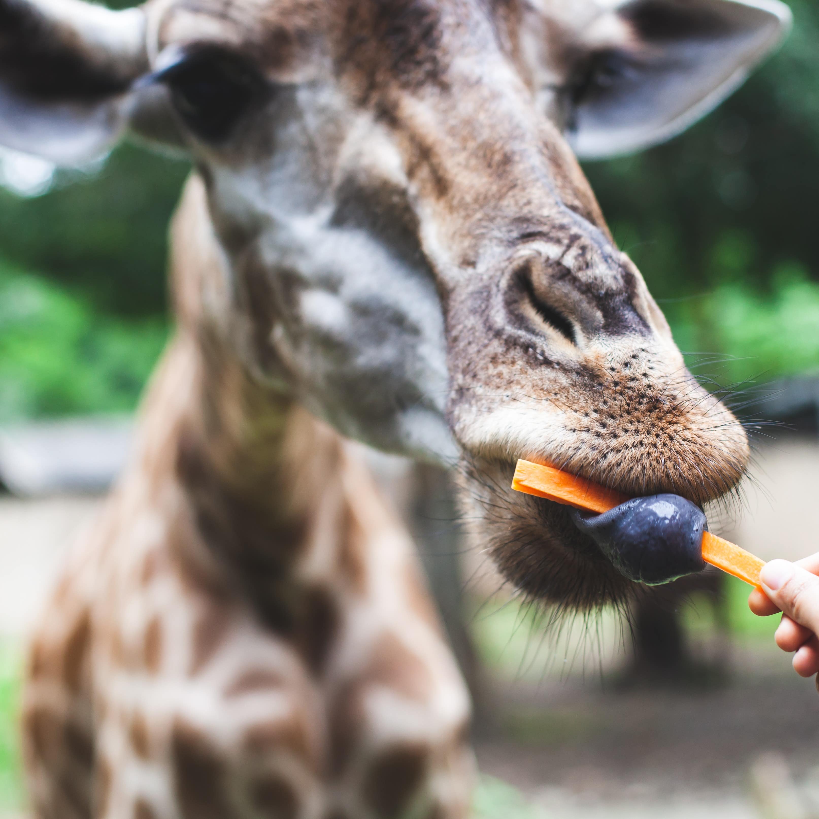 Child's hand feeding a carrot to a giraffe 