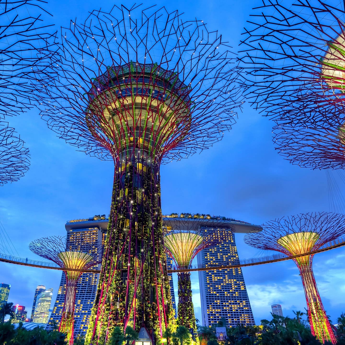 A magnificent display of the Supertree Grove in Singapore gardens with light trees up to 50 metres tall glowing at night