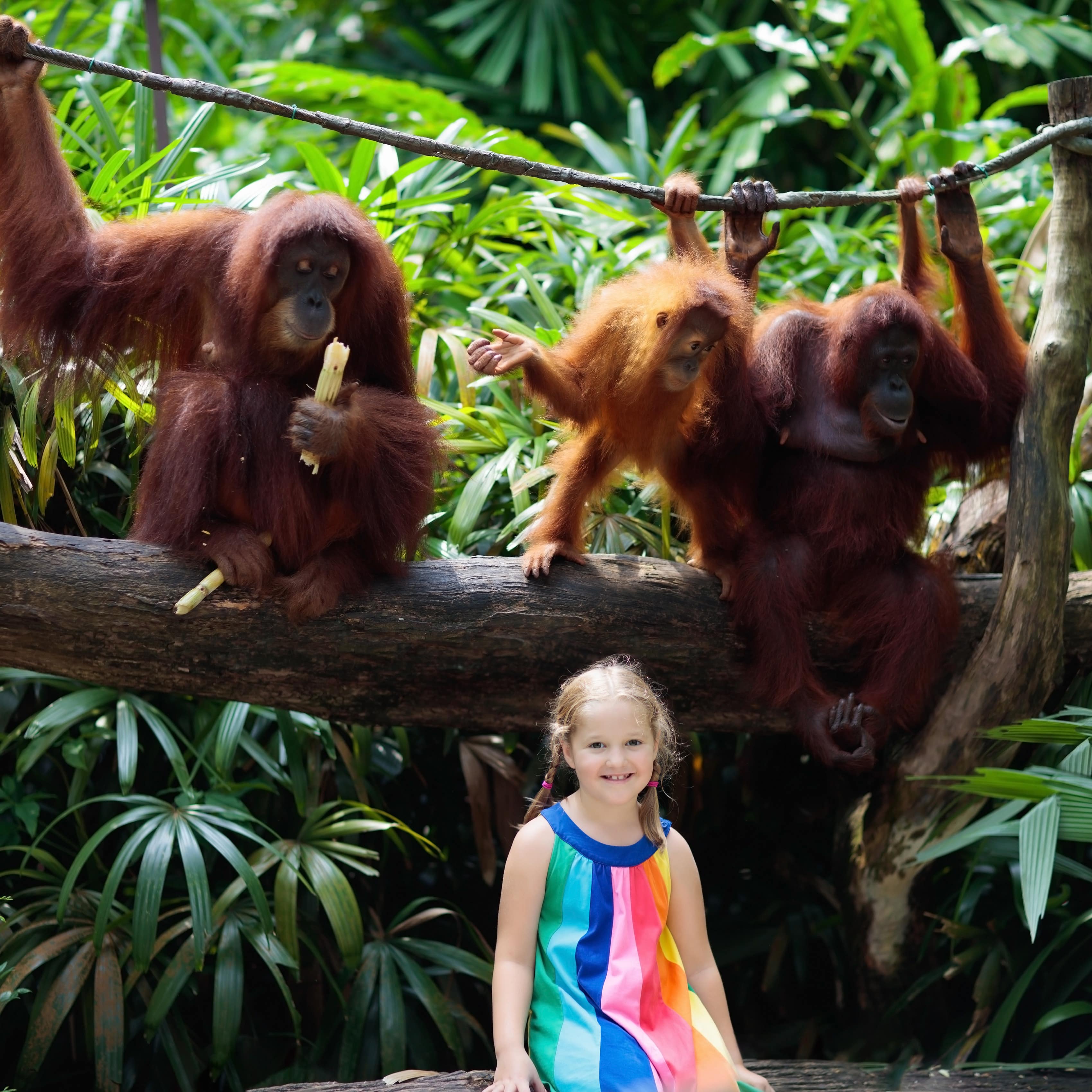 Little girl posing in front of monkeys at the zoo