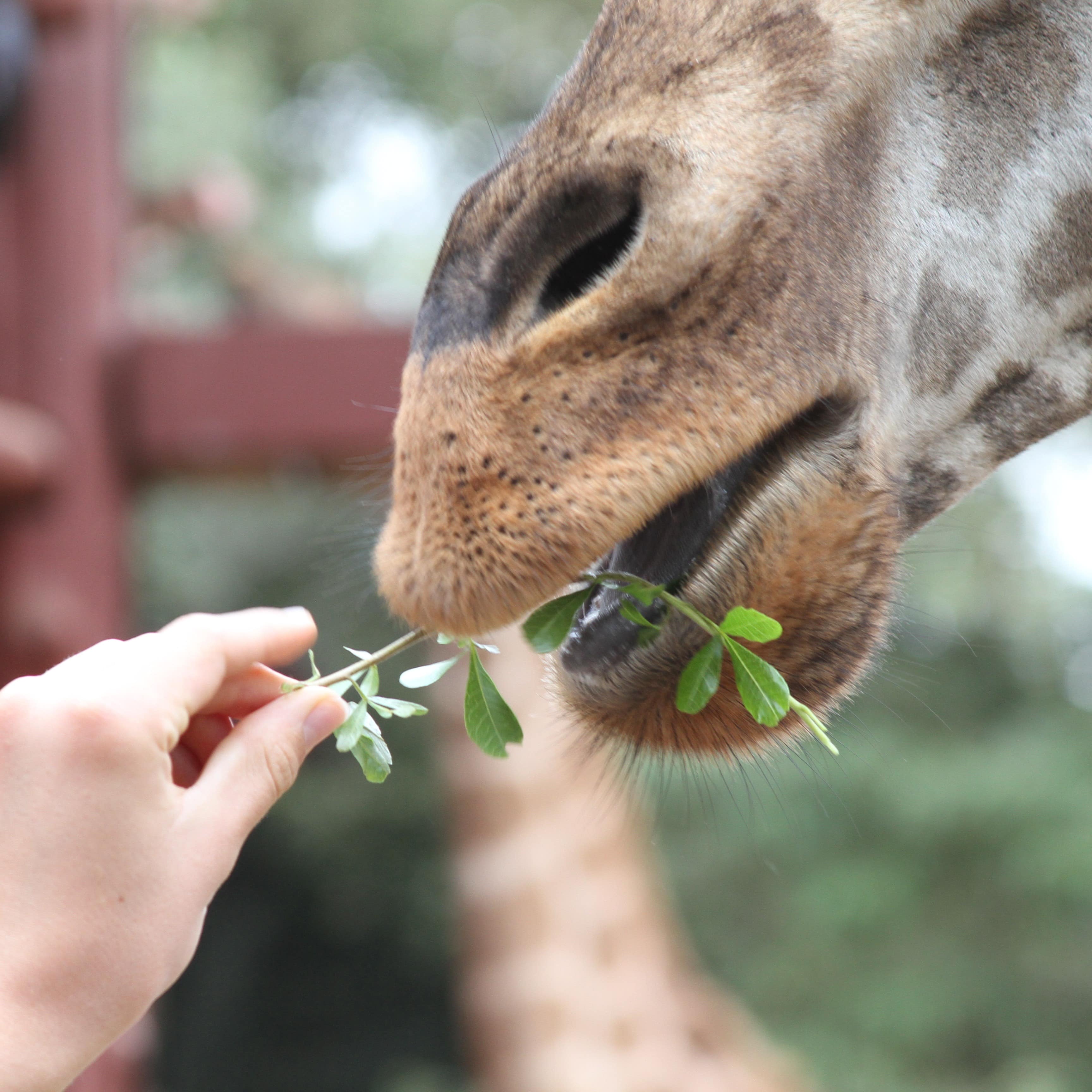 Close up of feeding a giraffe