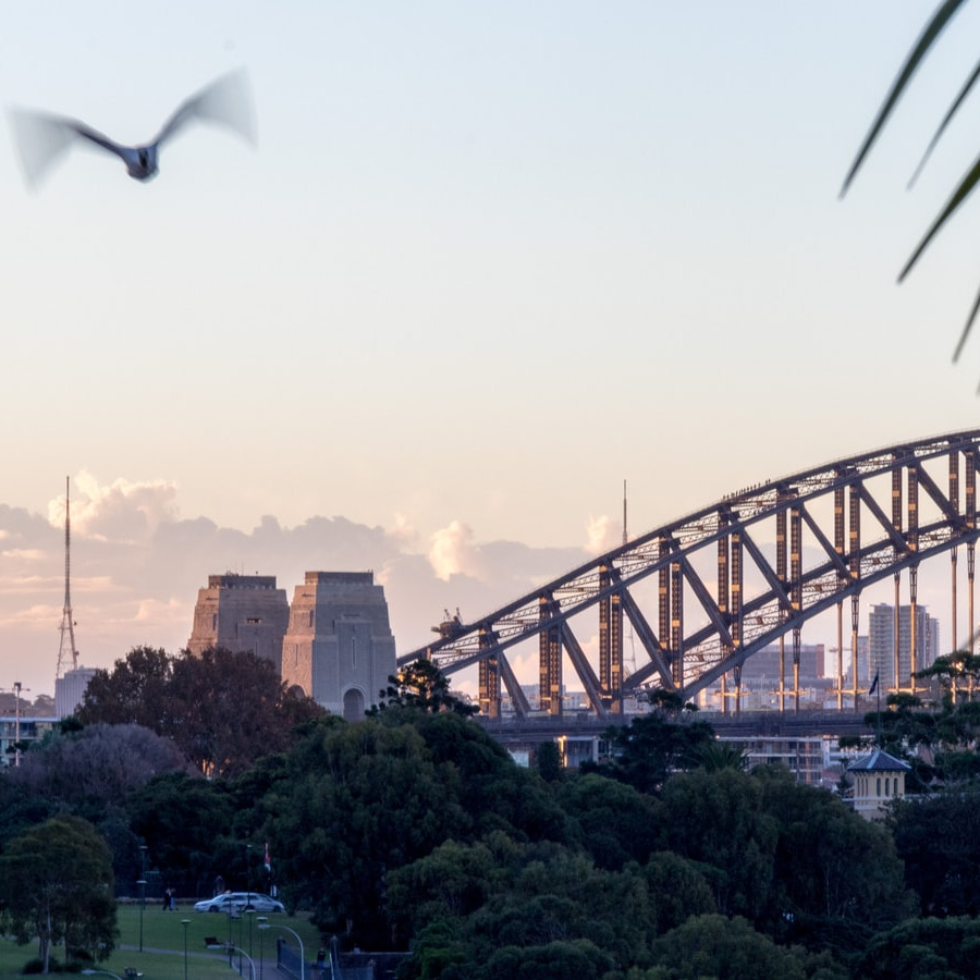 Sydney Harbour Bridge at sunrise against the city skyline with trees in the foreground and a bird flying in the upper left