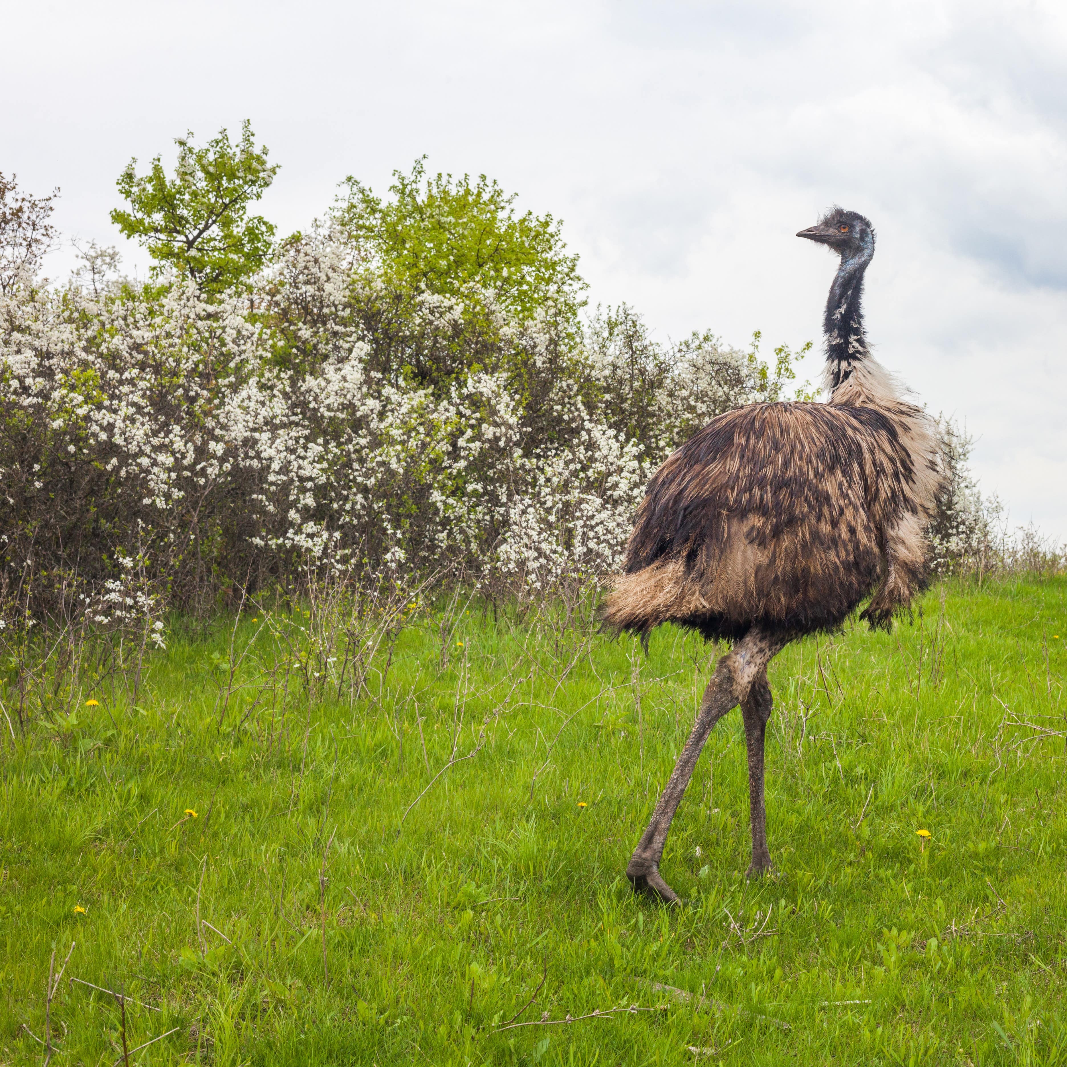 Emu ostrich bird and flowering bushes