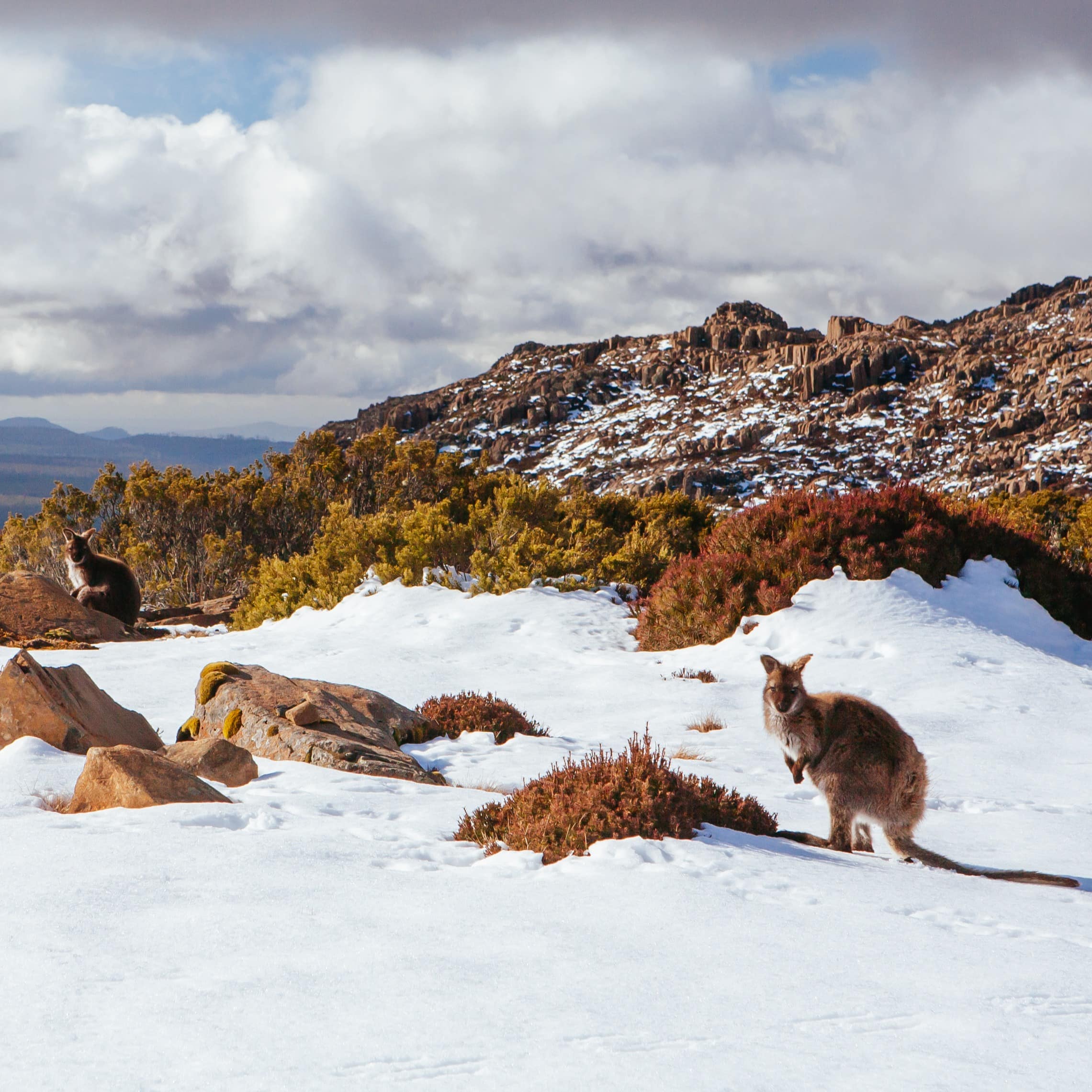 Kangaroos on a snowy ski resort in Tasmania