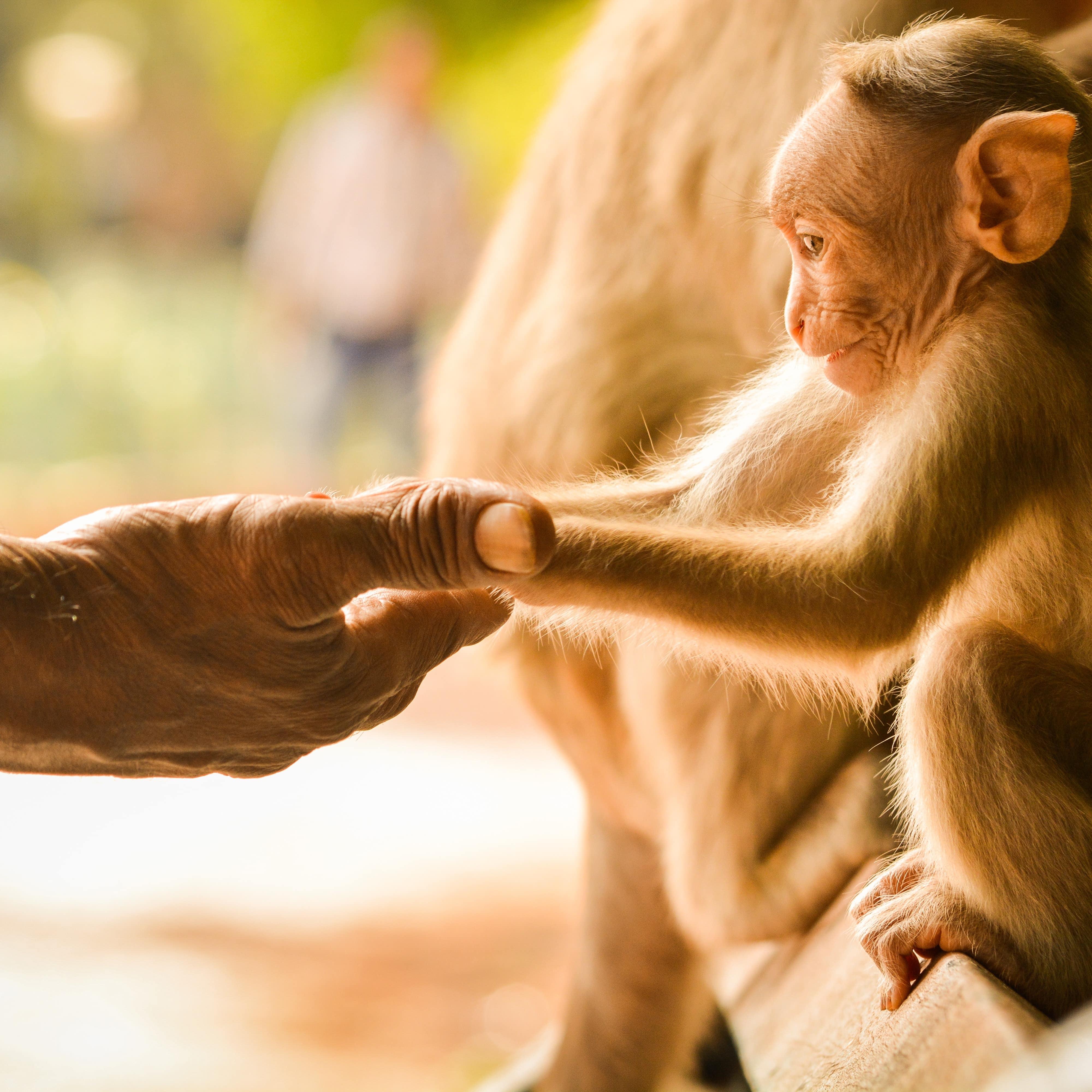Close-up of a baby monkey taking food from a human hand