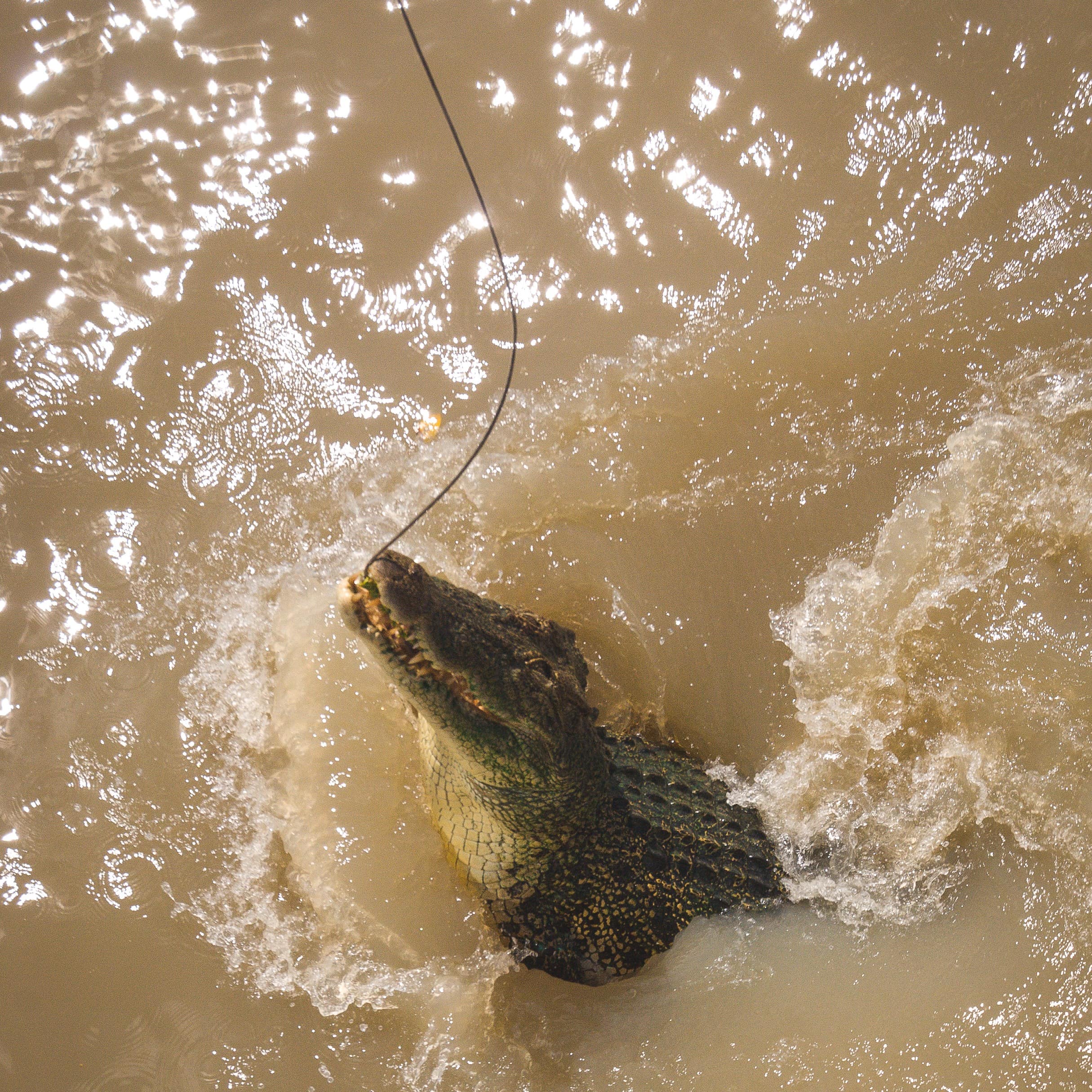 Crocodile leaping out of water on river tour