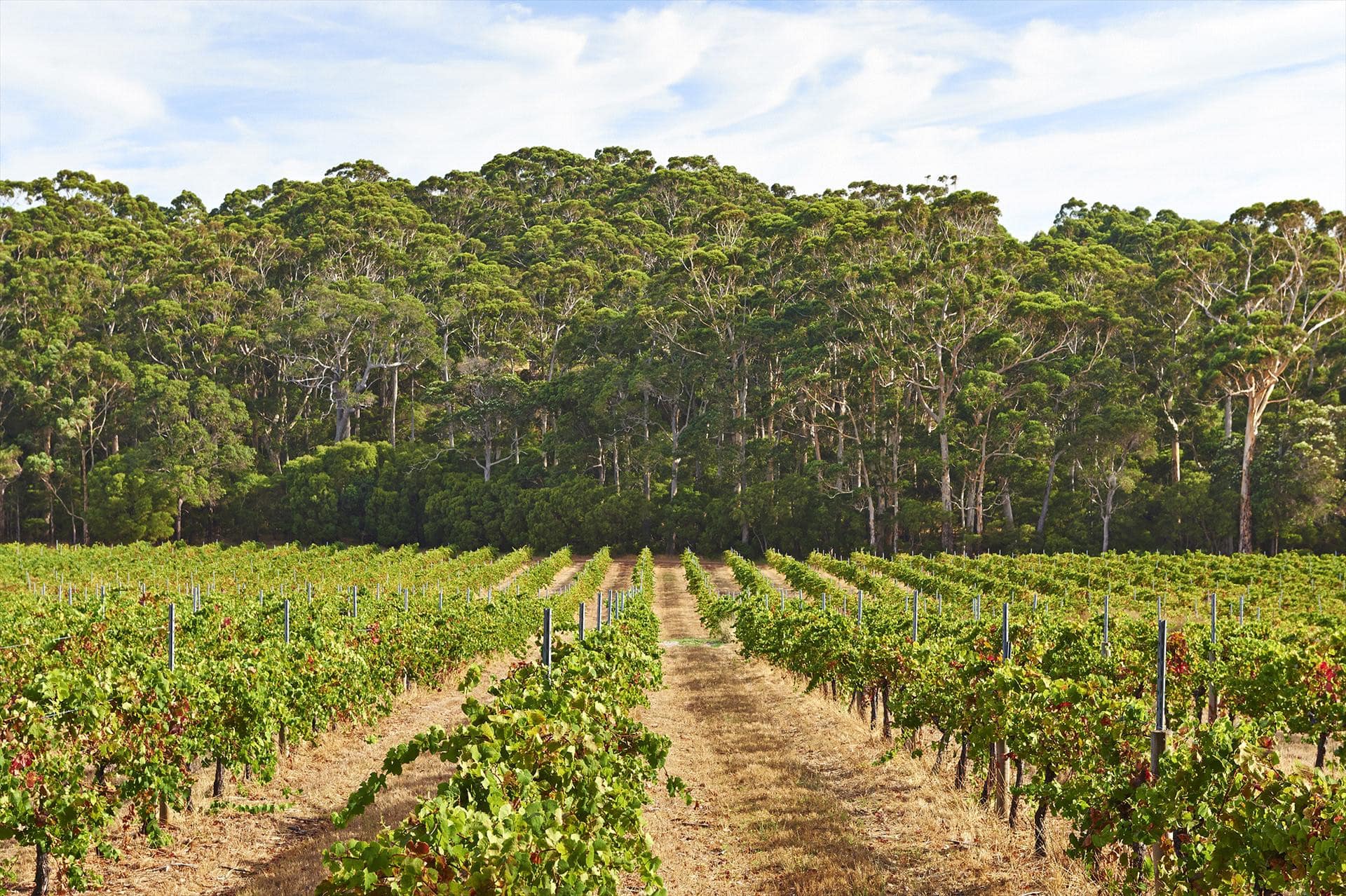 photo of a vineyard in margaret river