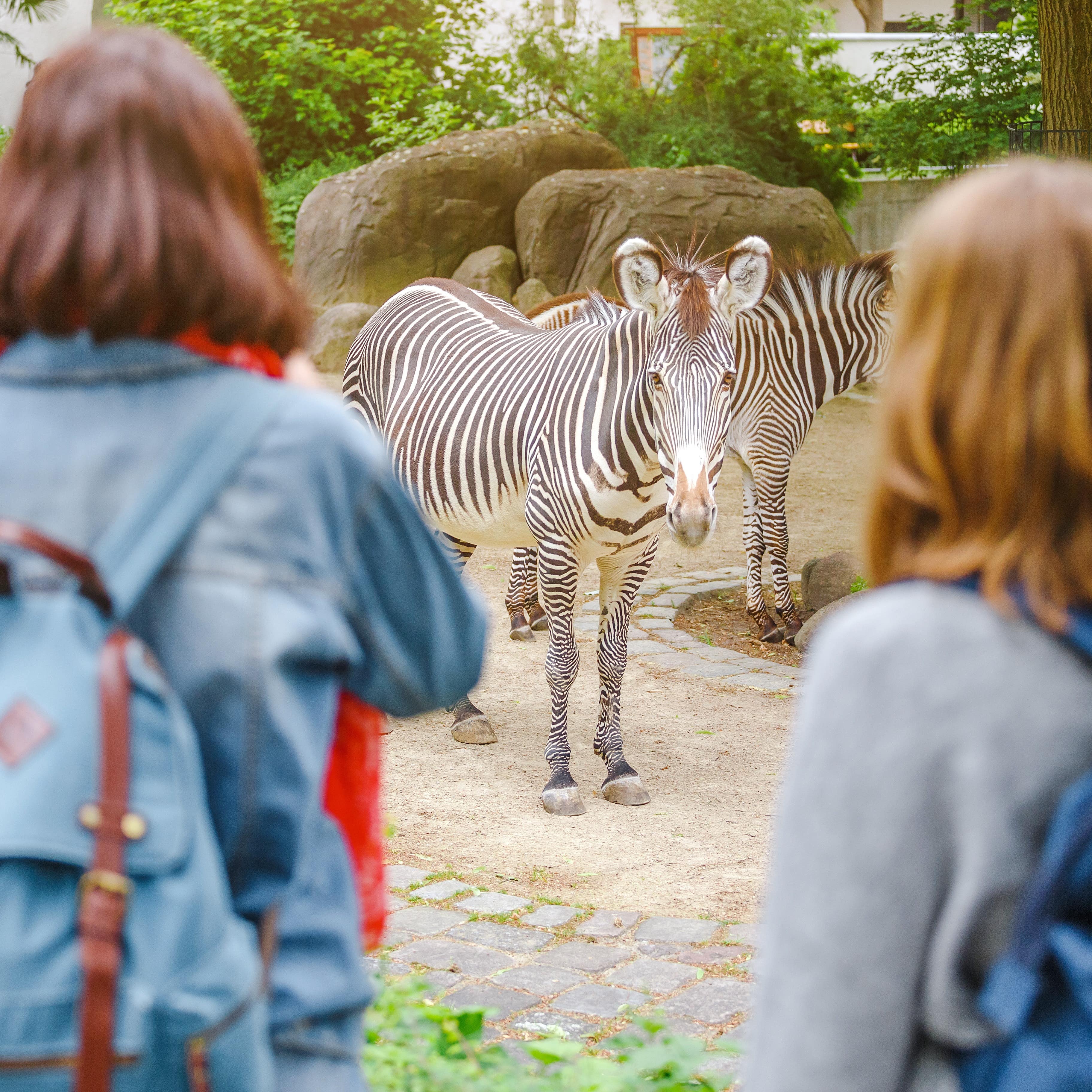 Rear view of two girls looking at zebras at the zoo