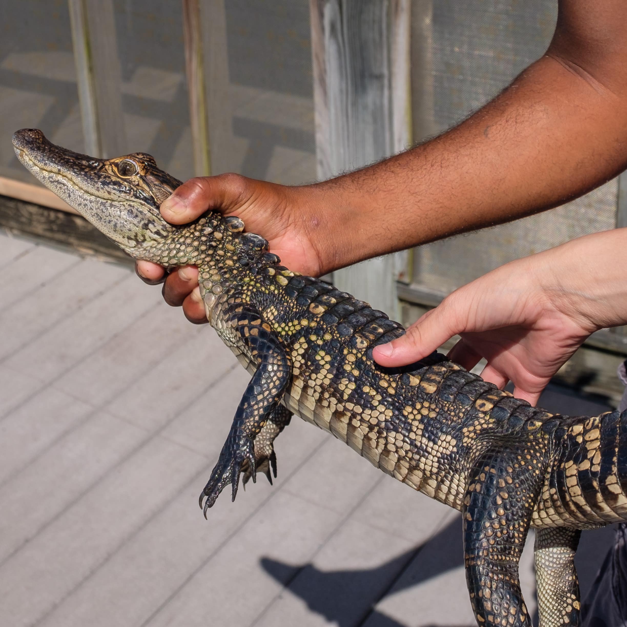 Holding an alligator