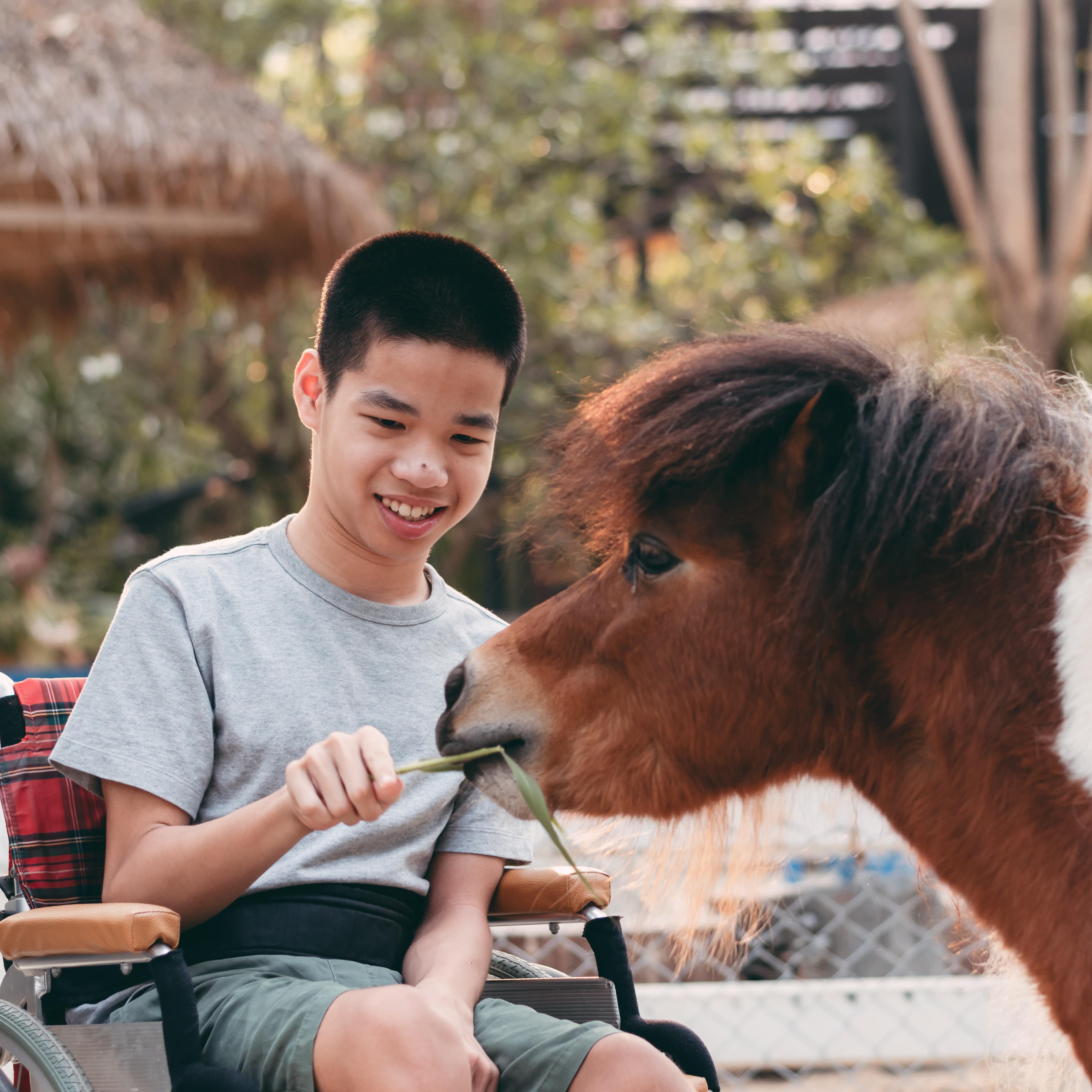 Young boy in wheelchair feeding donkey and horses in zoo