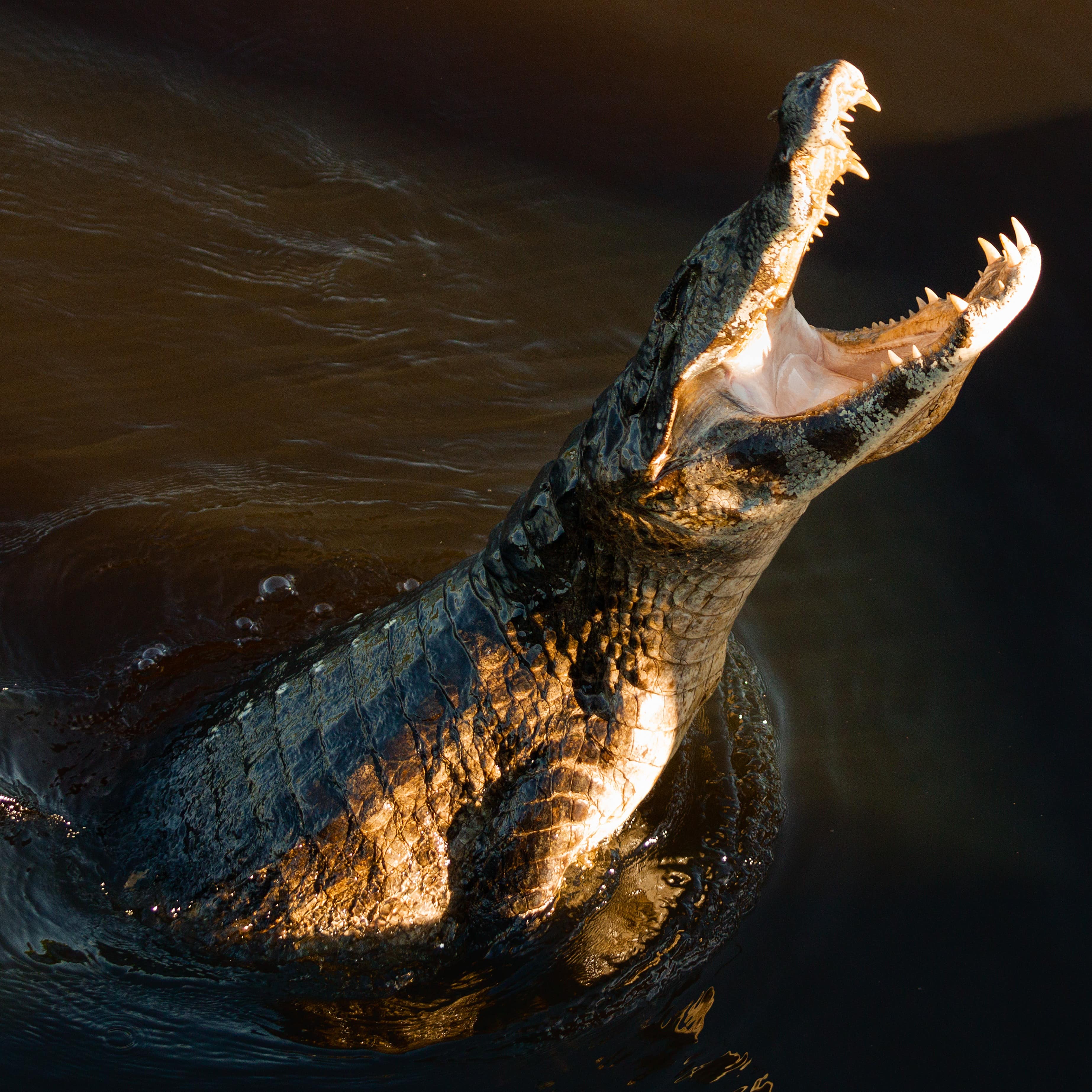 A crocodile in the water with mouth open