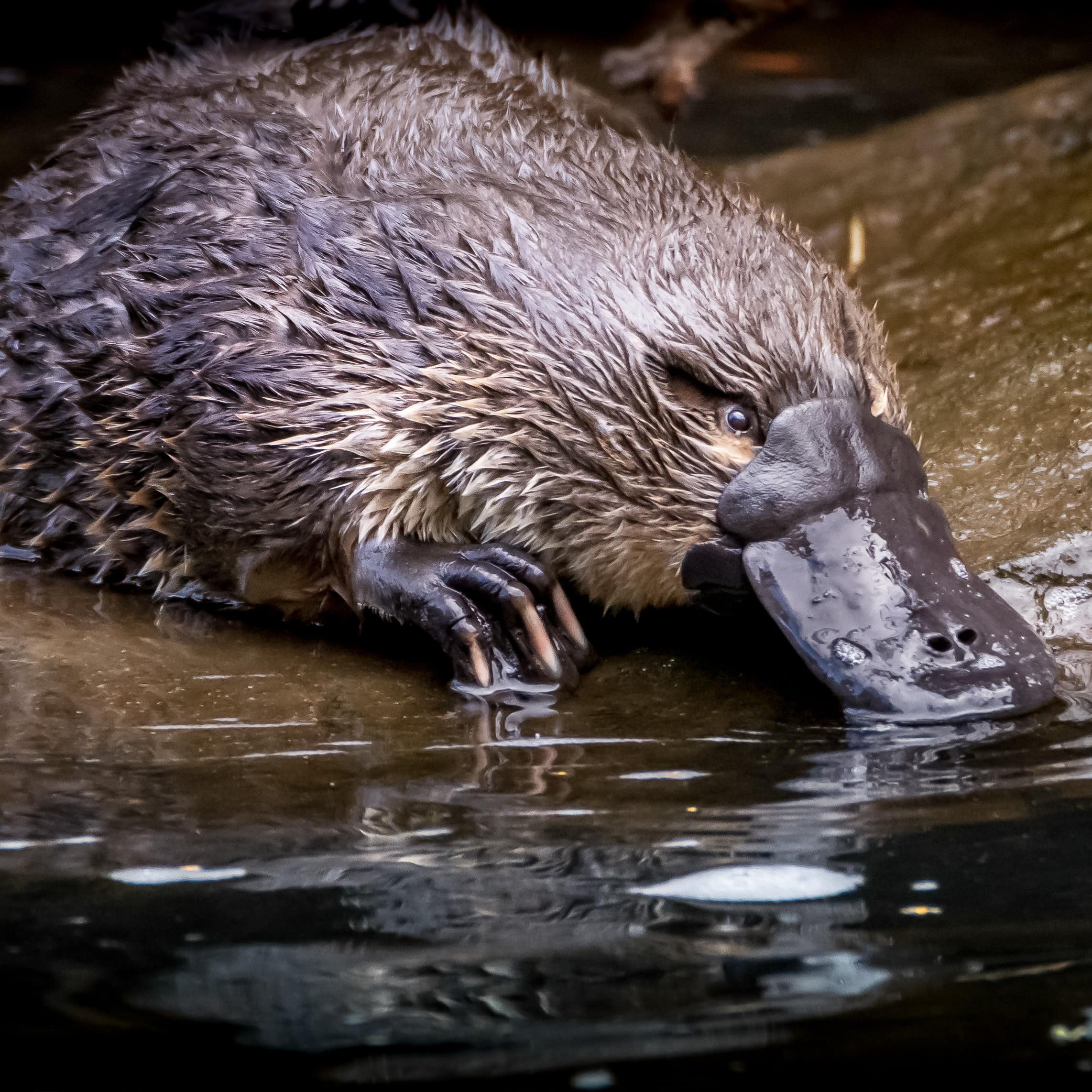 Up close view of platypus