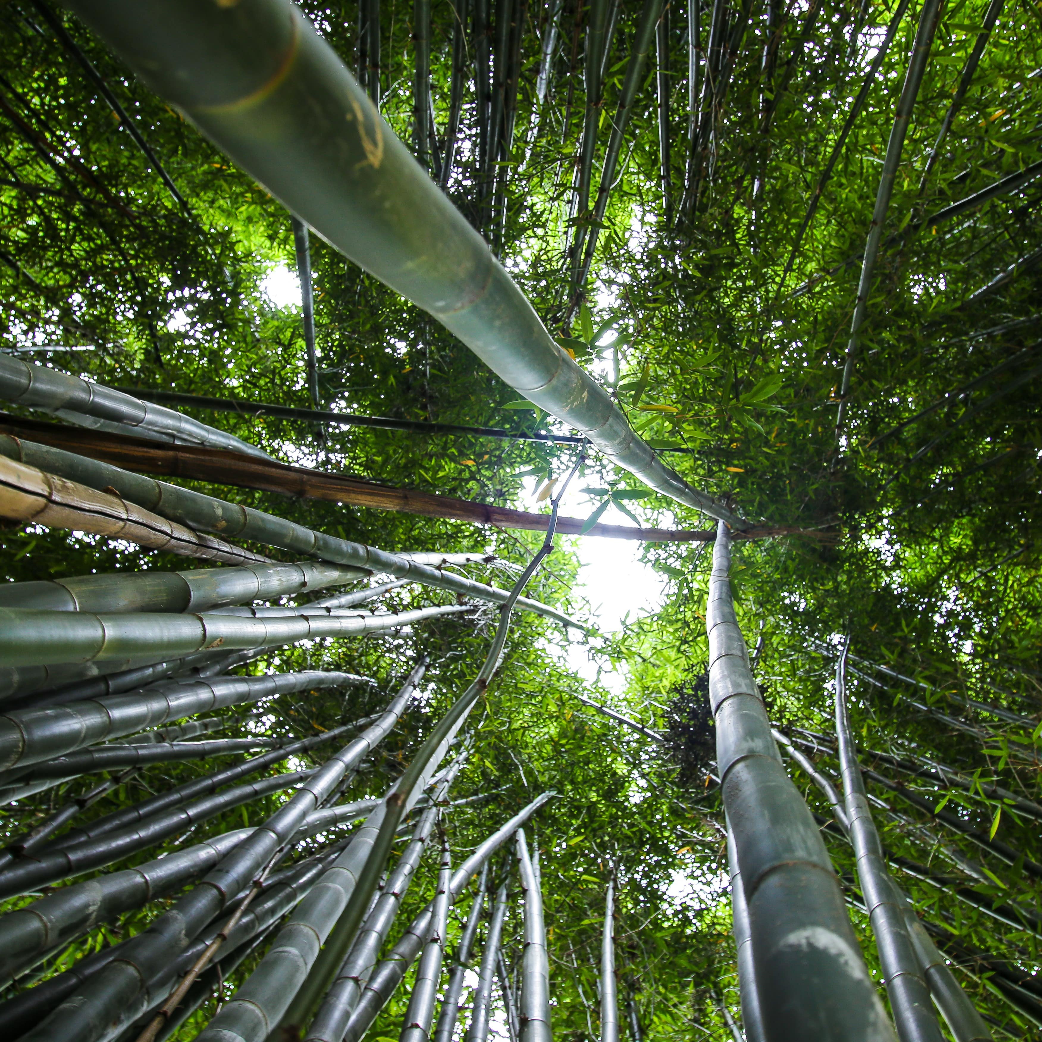 Crystal Castle Bamboo Walk looking up to sky, Byron Bay, New South Wales, Australia in the Hinterland