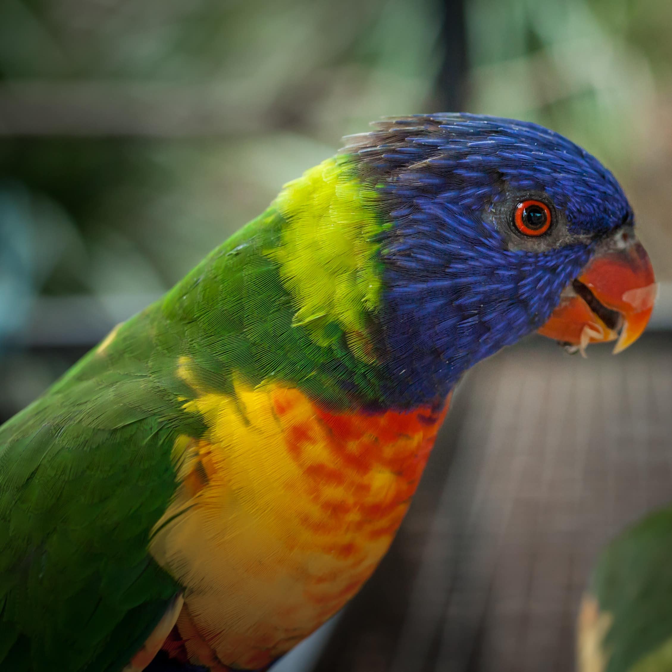 Colorful Rainbow Lorikeet in botanic garden