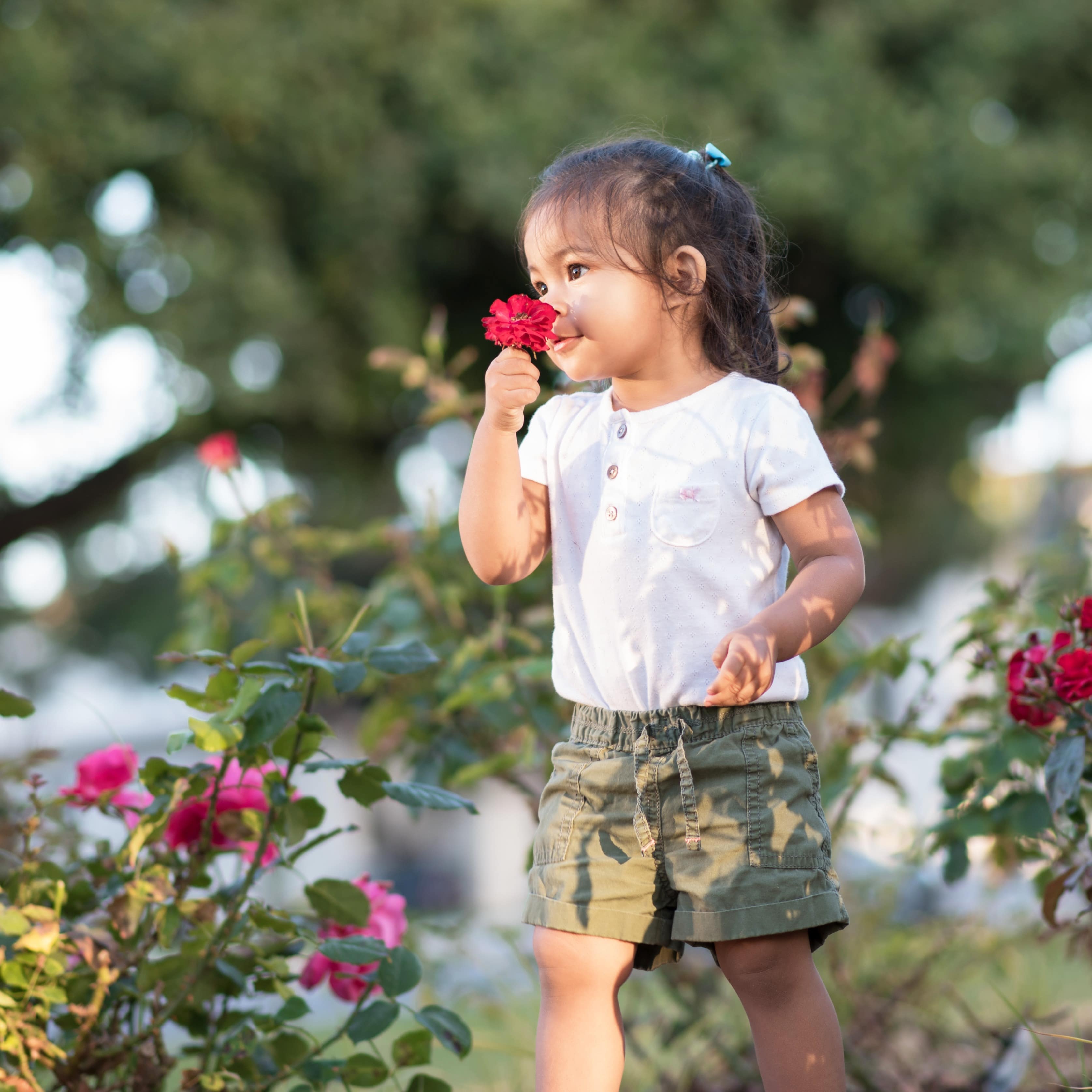 Cute little girl smelling a red rose in rose garden