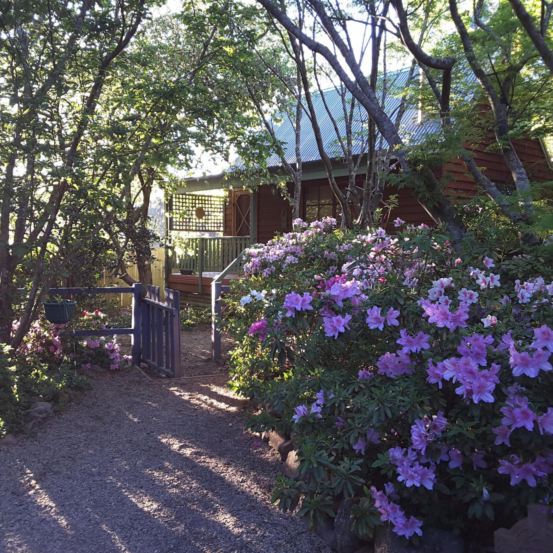Sun filters through trees in the front lawn of a wood cabin, azalea bushes line the dirt path that leads to a wooden gate.