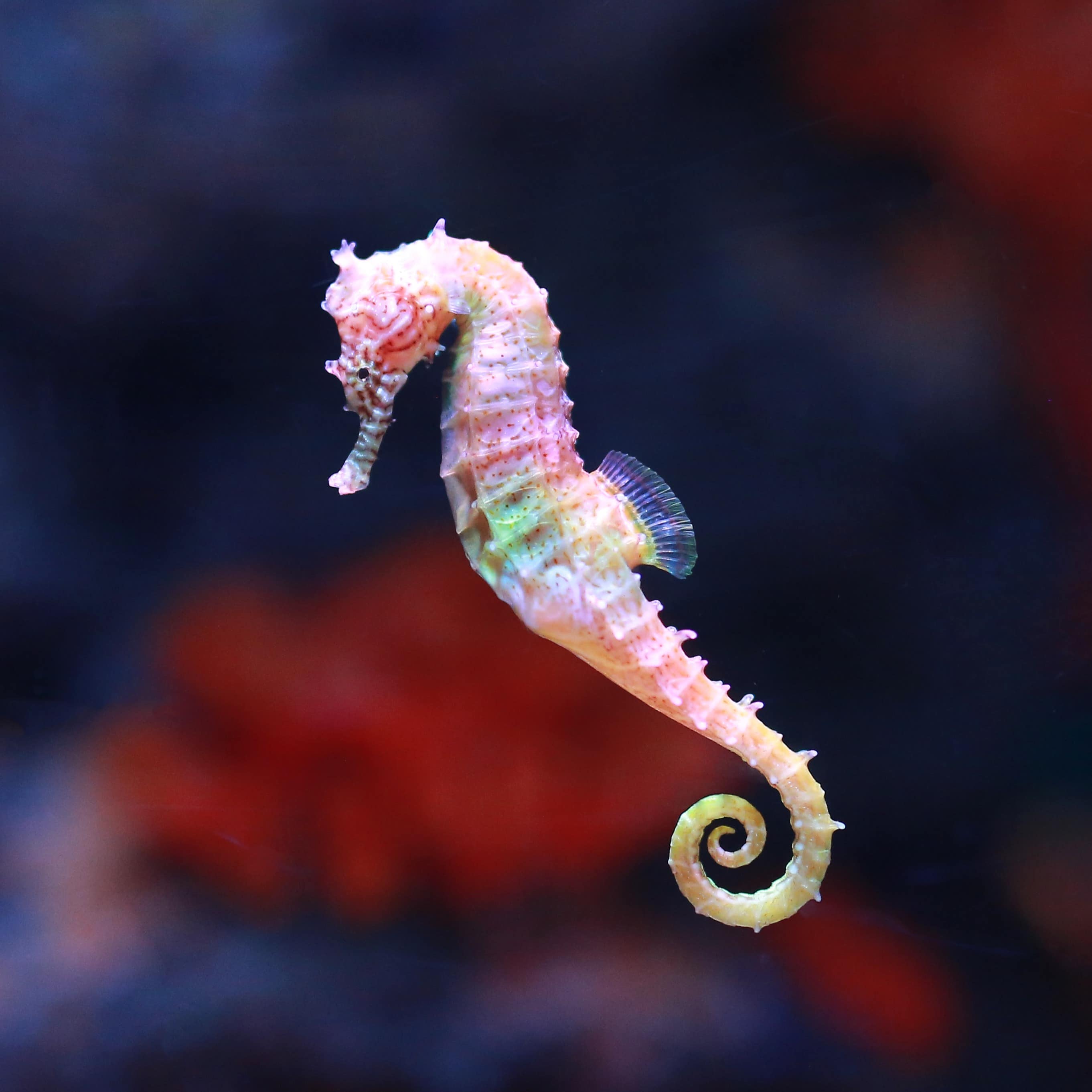 Close up of colourful seahorse