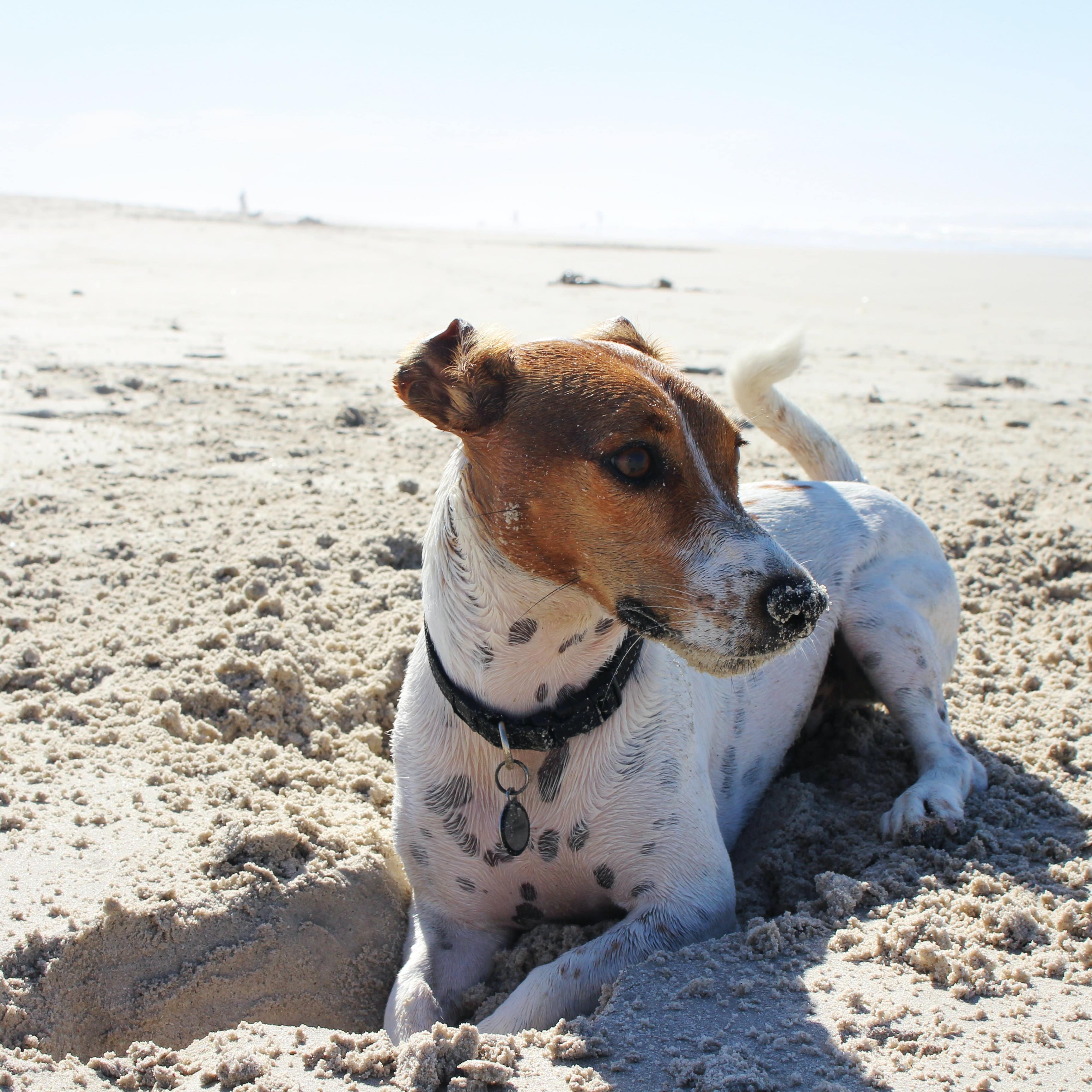 Dog digging in the sane on a beach