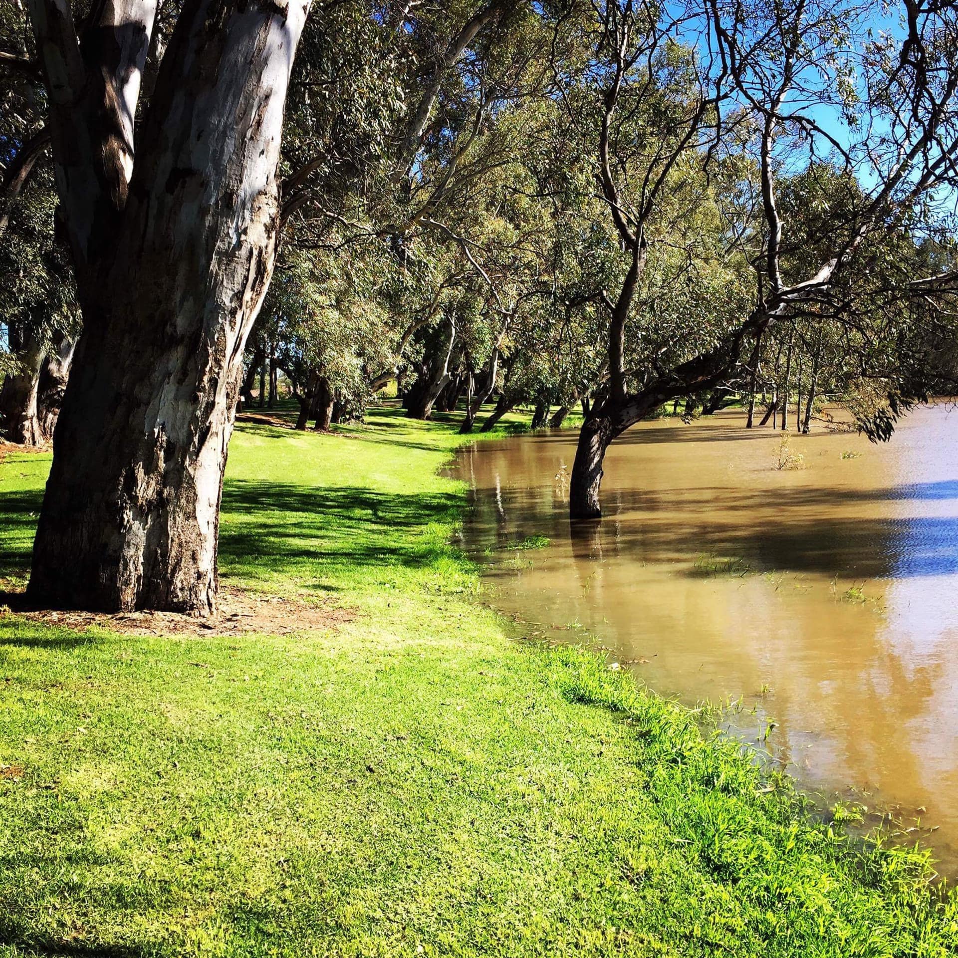 View of a lazy Murray River aside green grass riverbank of large, pale green trees