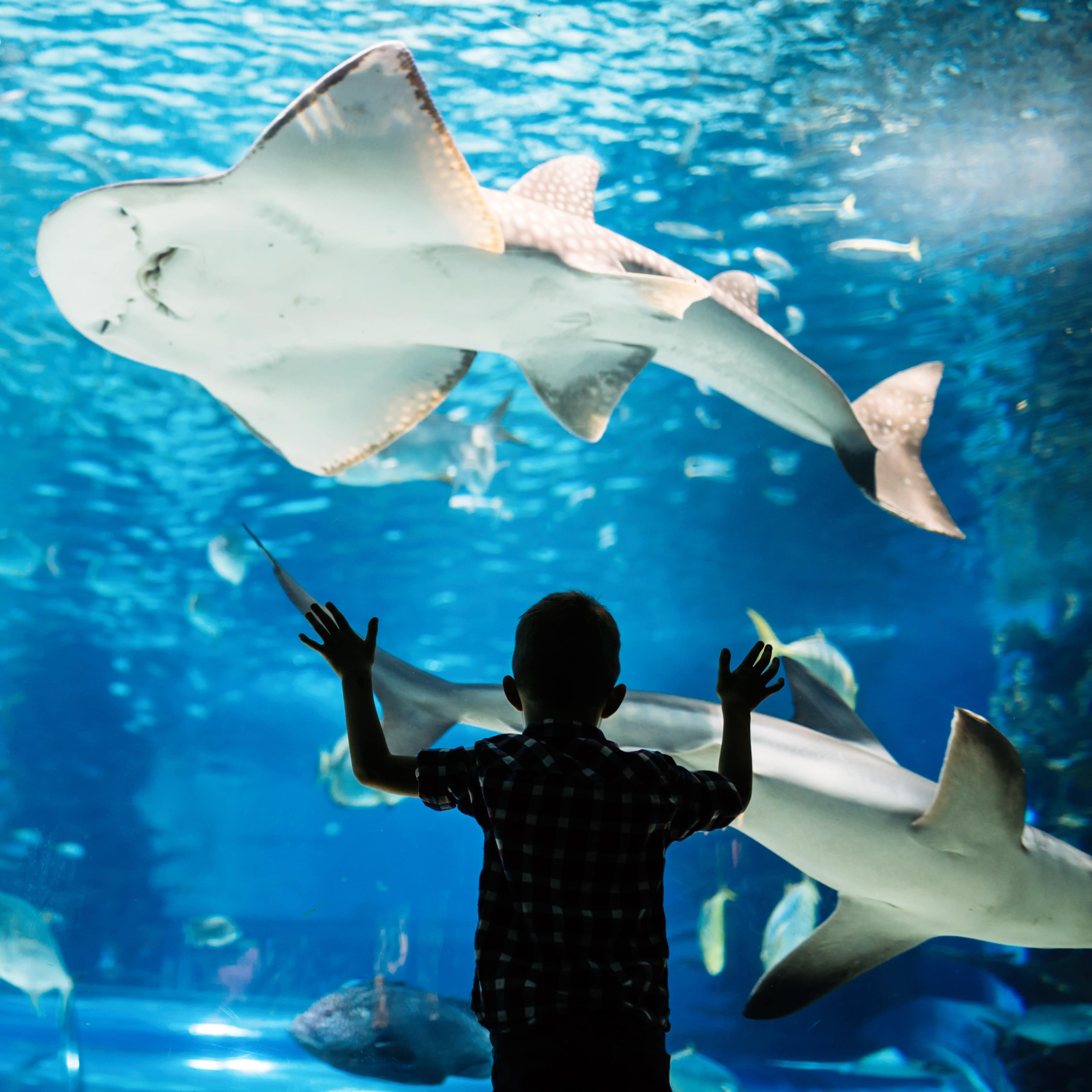 Kid watching shark and fish swim in tank in aquarium