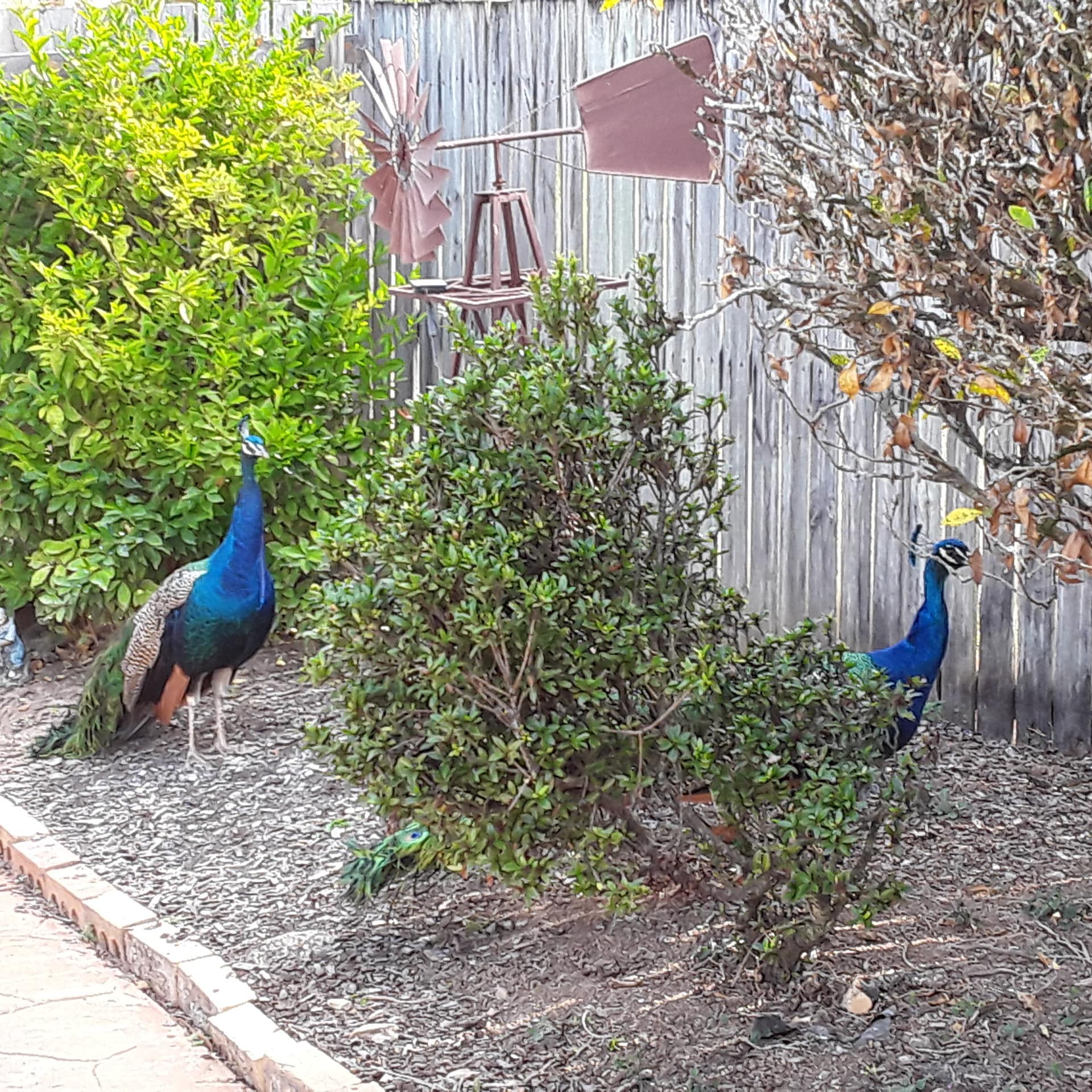 2 vibrantly feathered peacocks stroll through the grounds of a Cairns B & B