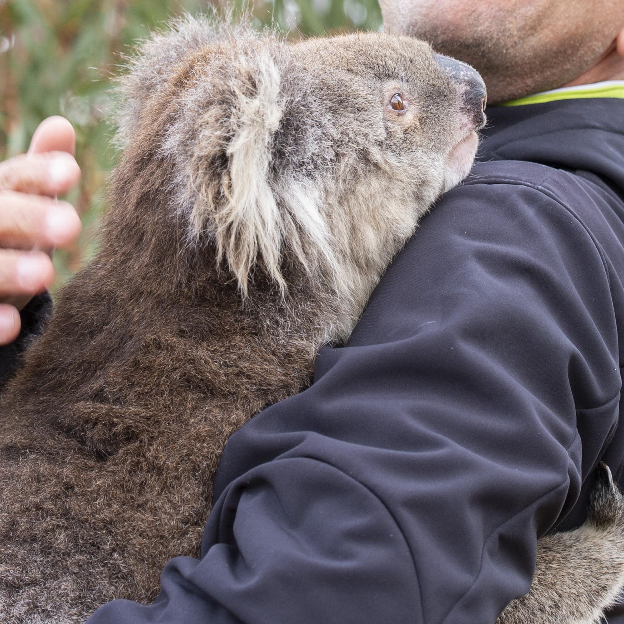 Man hugging a koala bear