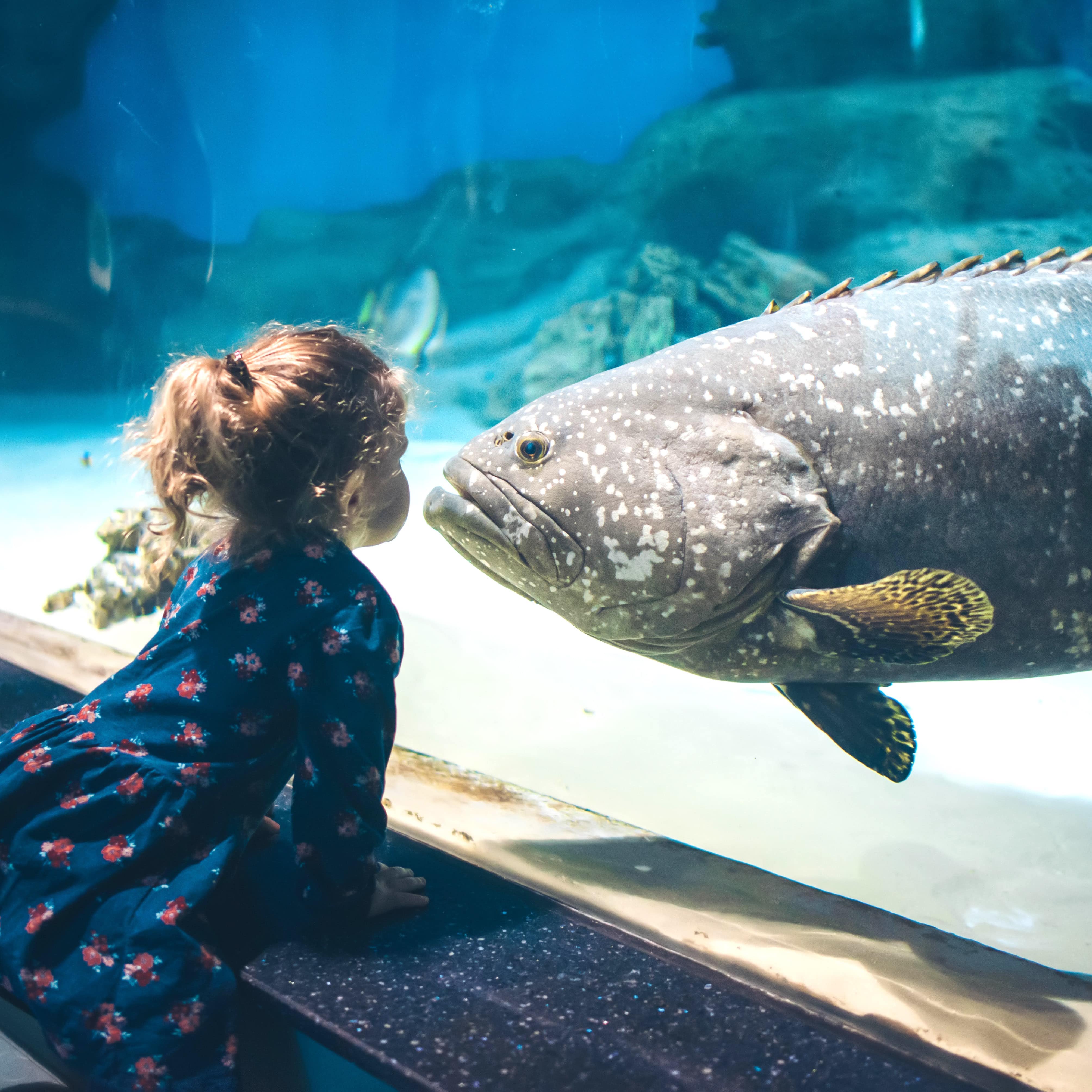 Little girl looking close up at fish in aquarium