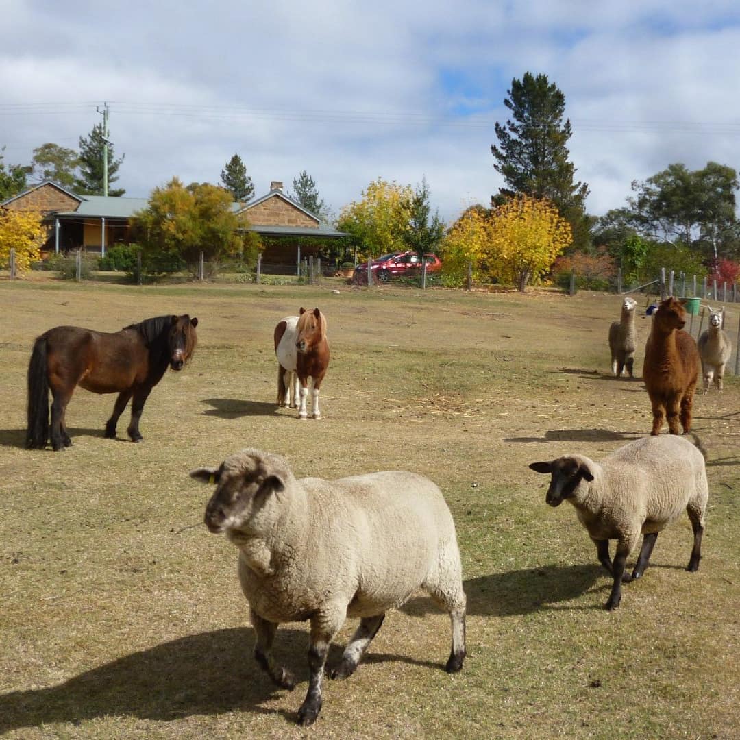 Sheep and ponies graze in fenced lawn in front of a ranch-style home. 