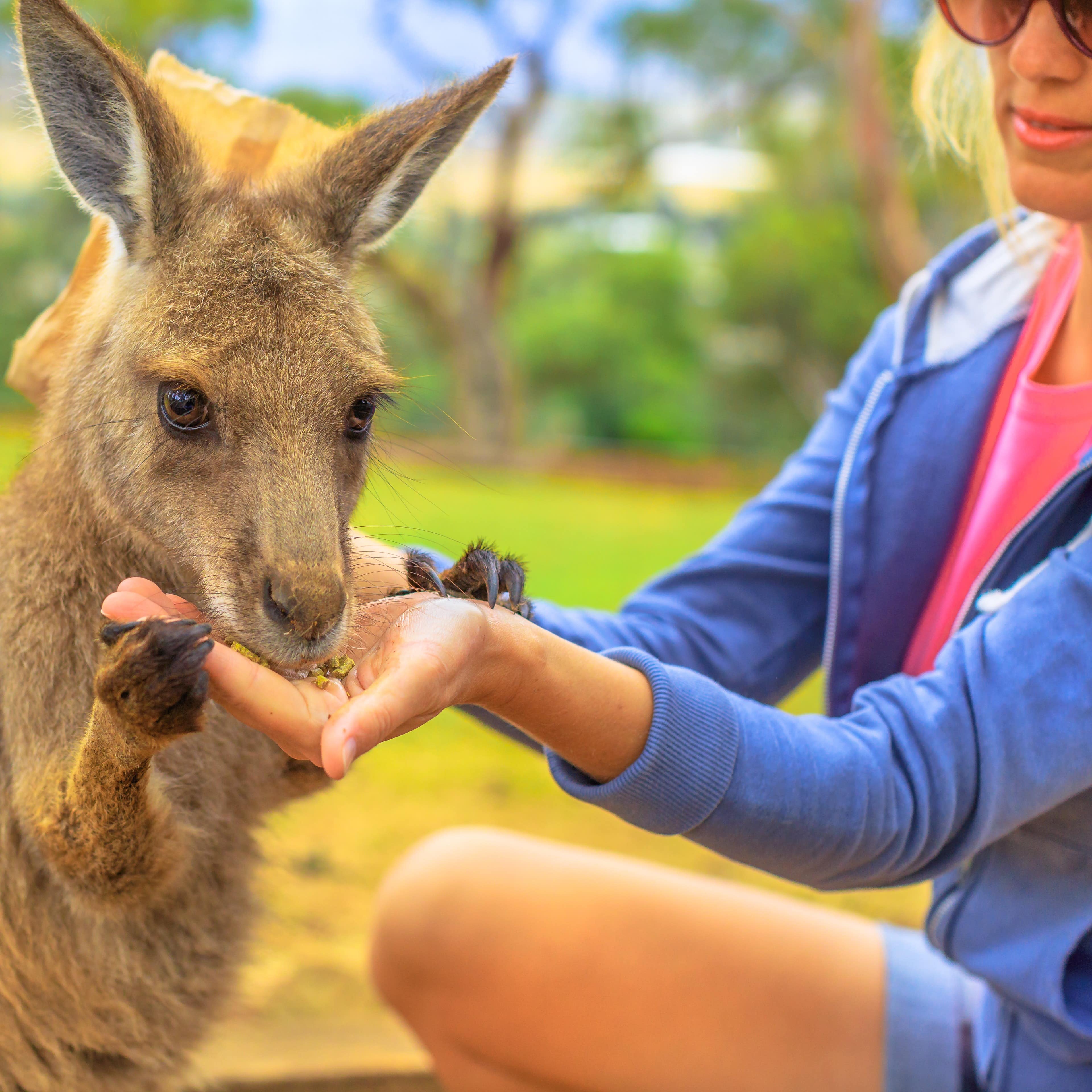 Feeding kangaroo at a wildlife sanctuary