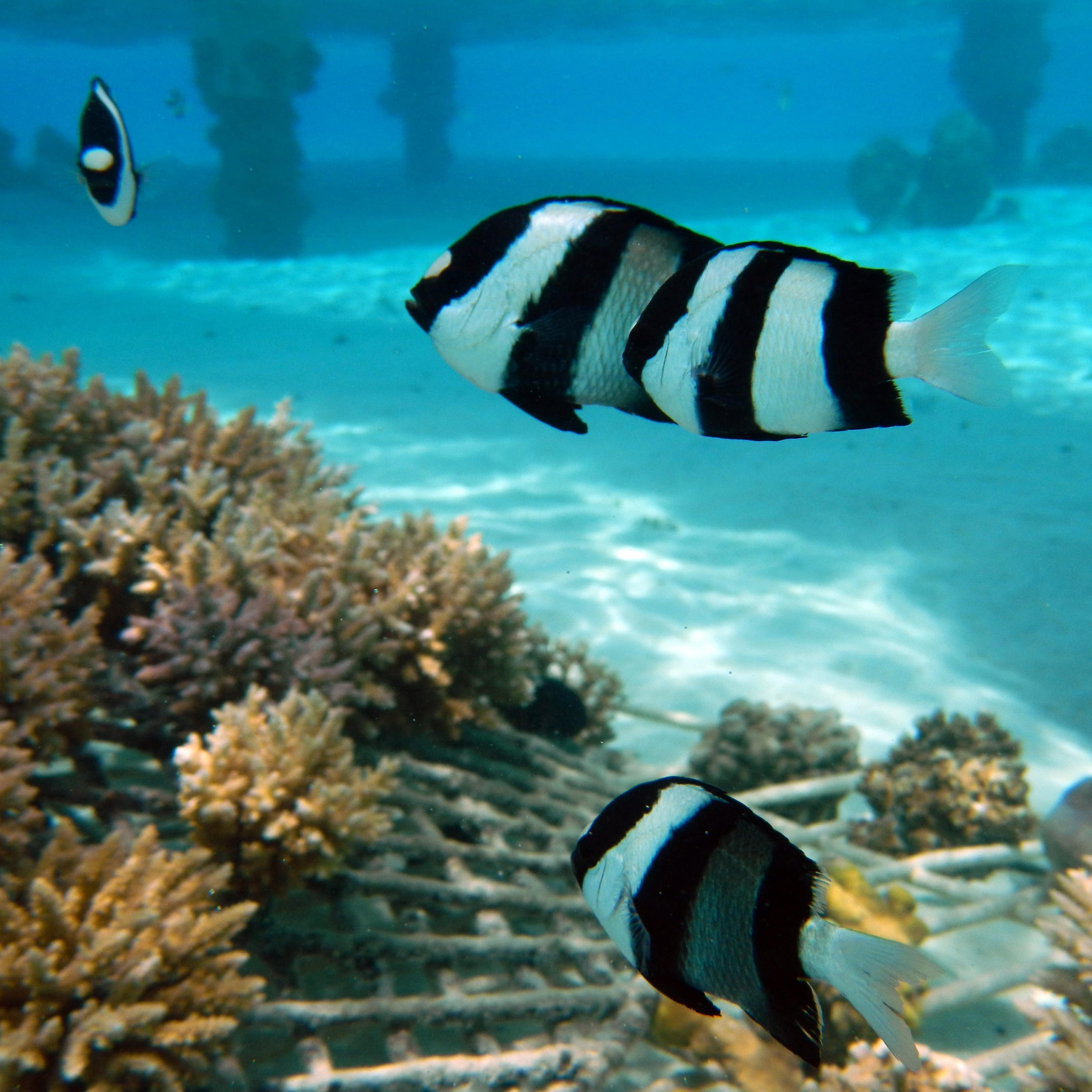 Black and white fish and sea sponges underwater in bay